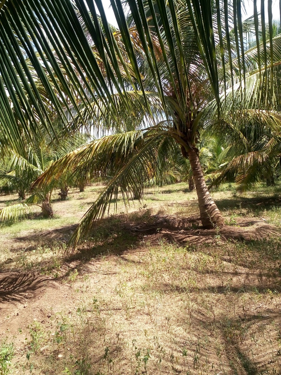 sakthi agro clinic coconut development project