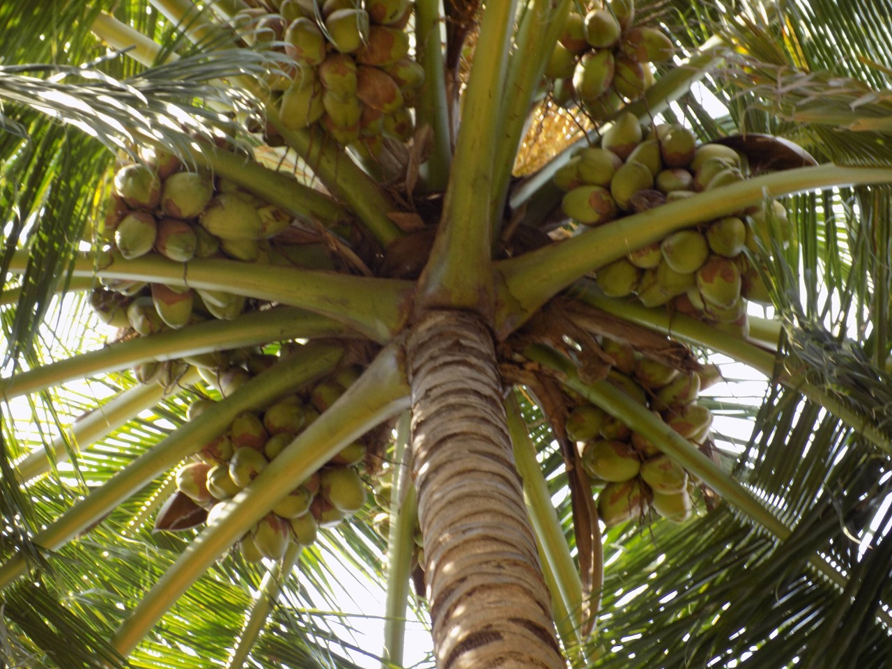 sakthi agro clinic coconut development project