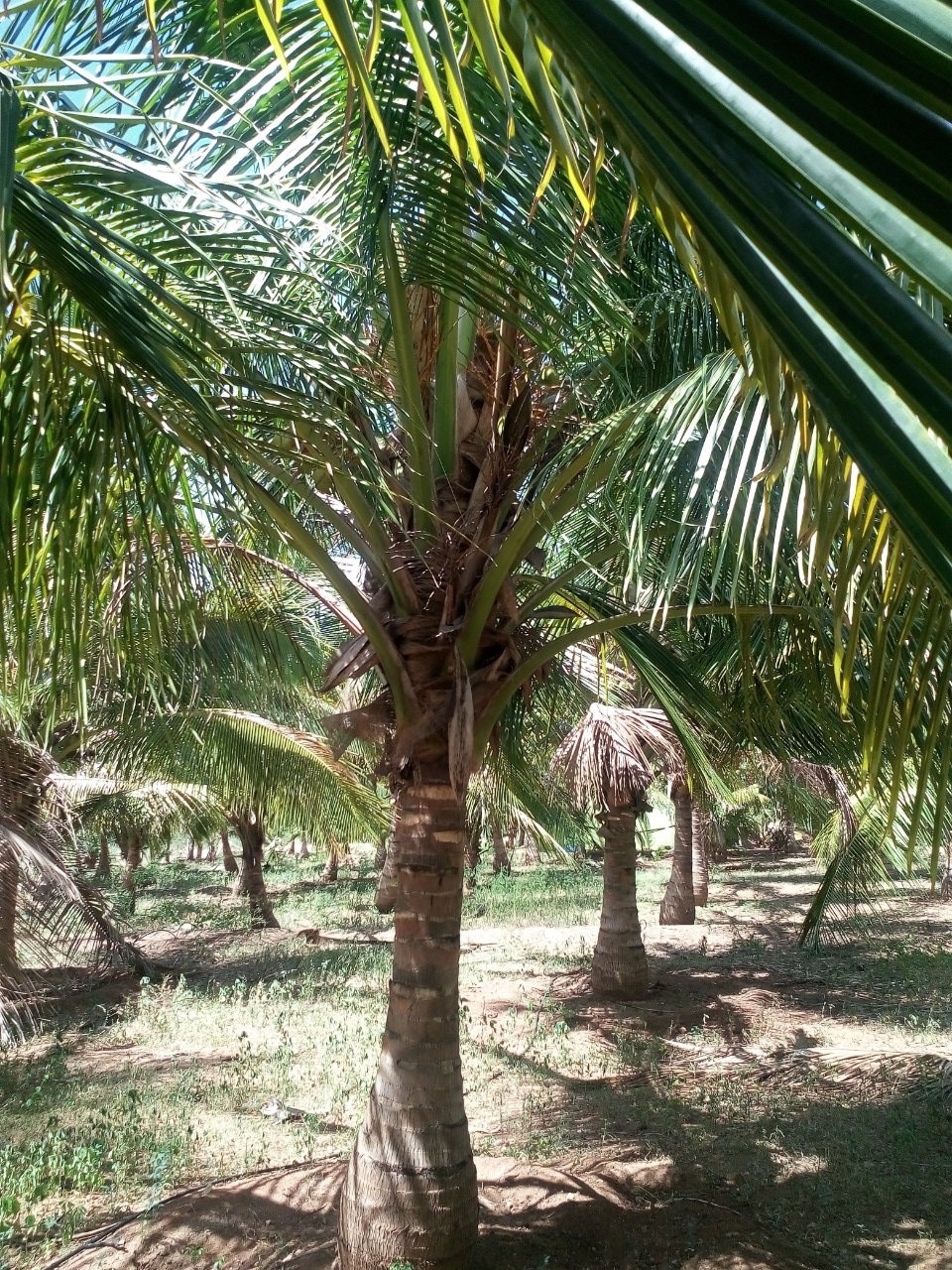 sakthi agro clinic coconut development project