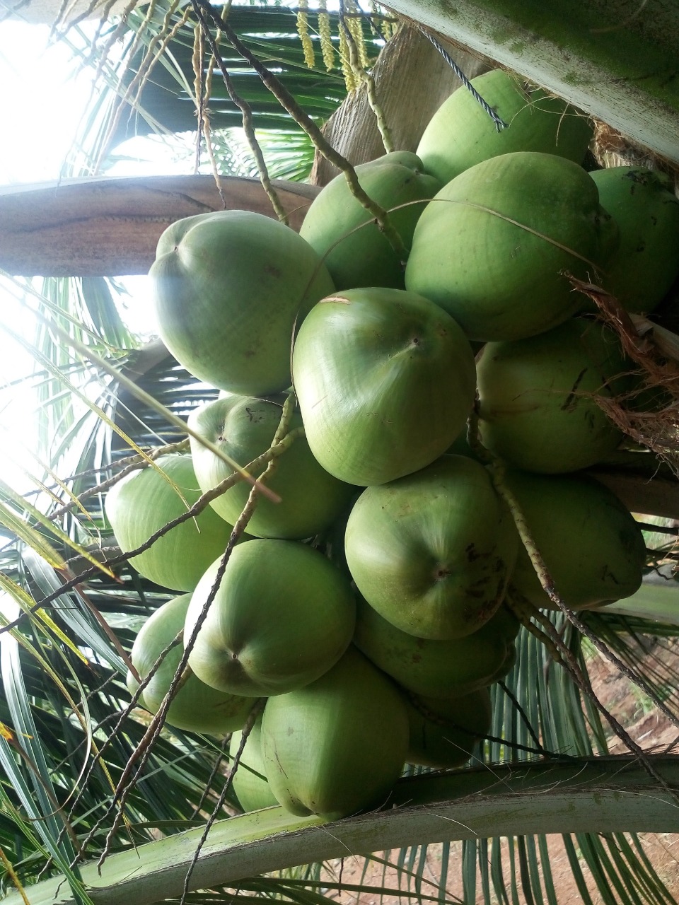 sakthi agro clinic coconut development project