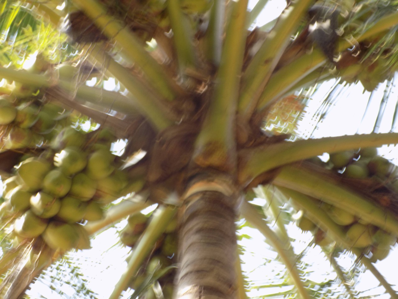 sakthi agro clinic coconut development project