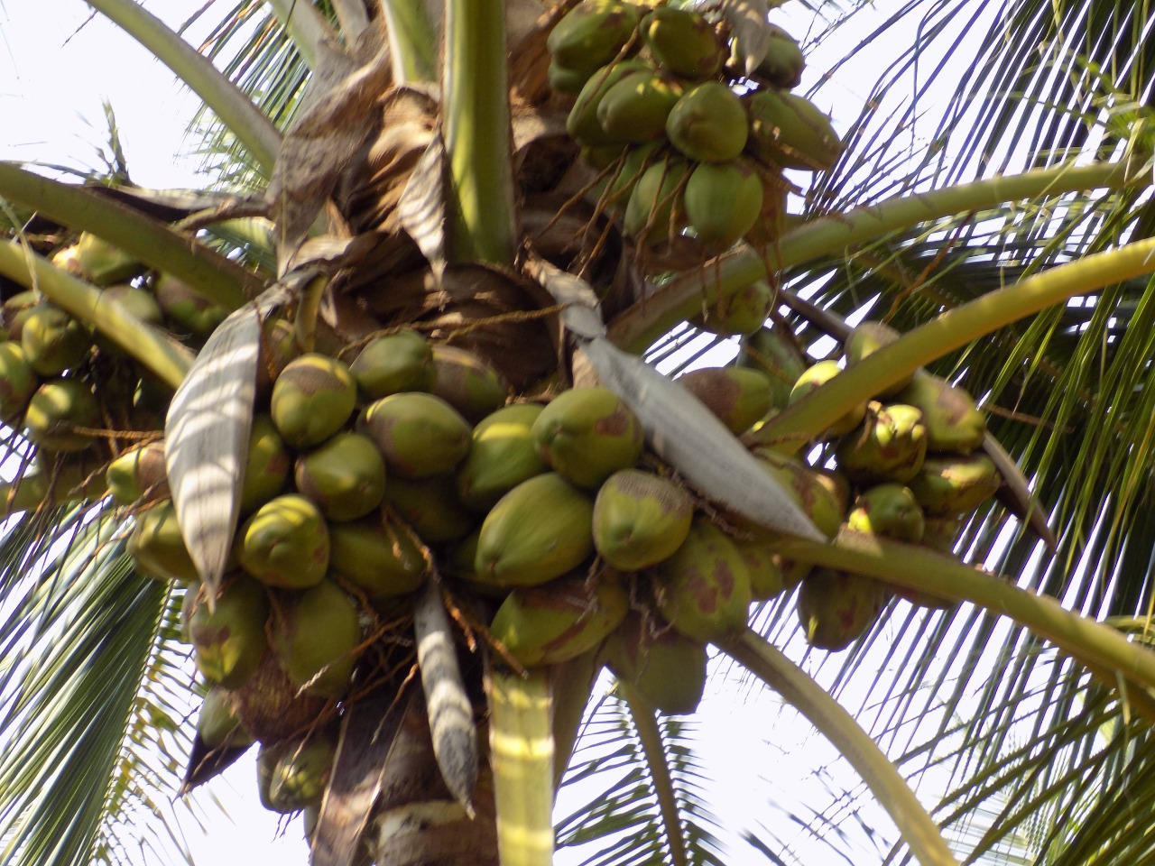 sakthi agro clinic coconut development project