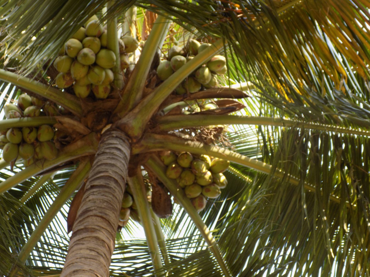 sakthi agro clinic coconut development project