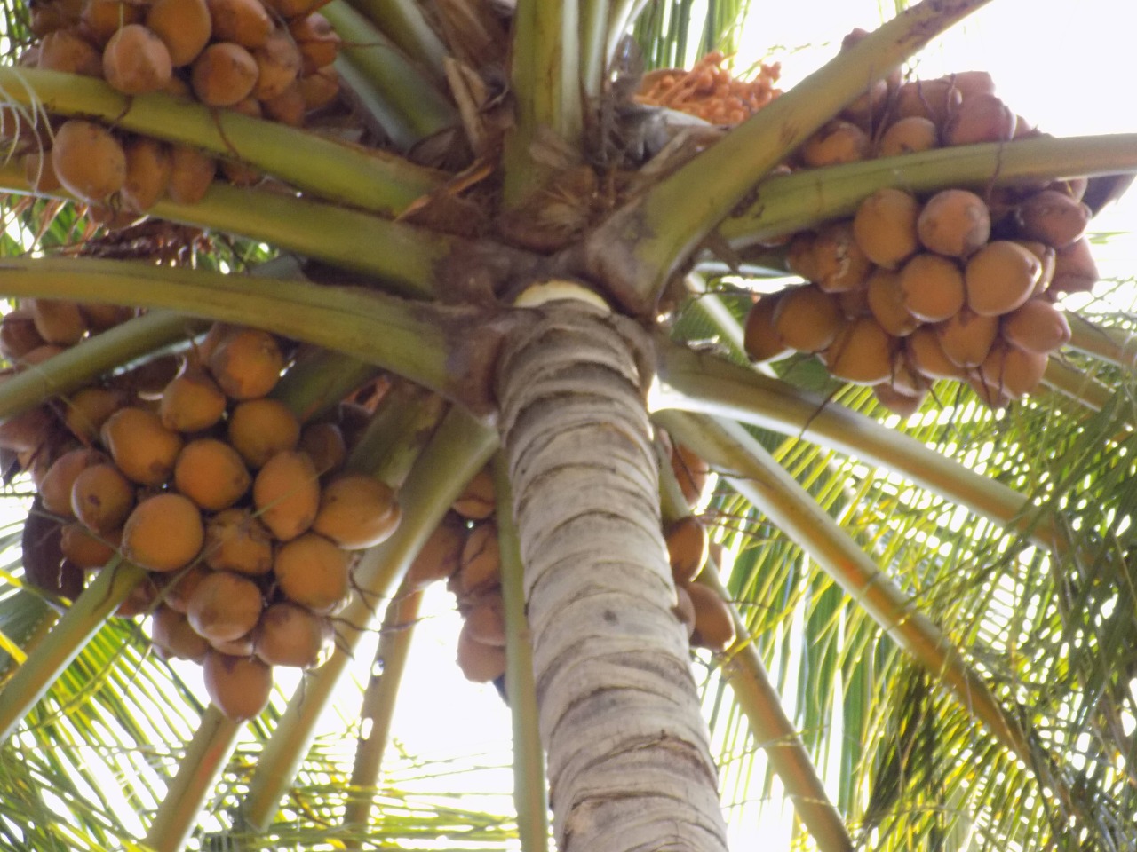 sakthi agro clinic coconut development project