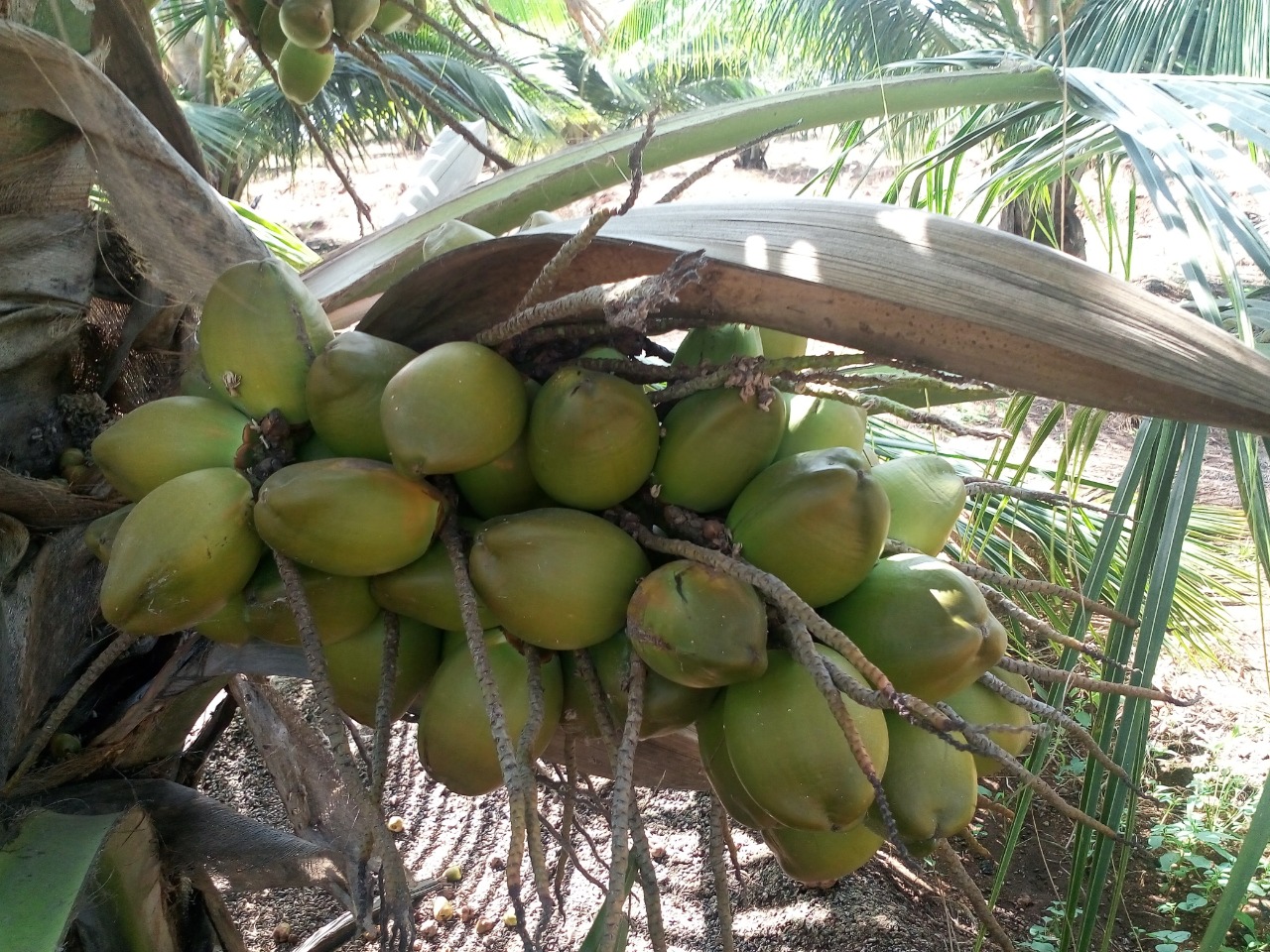 sakthi agro clinic coconut development project