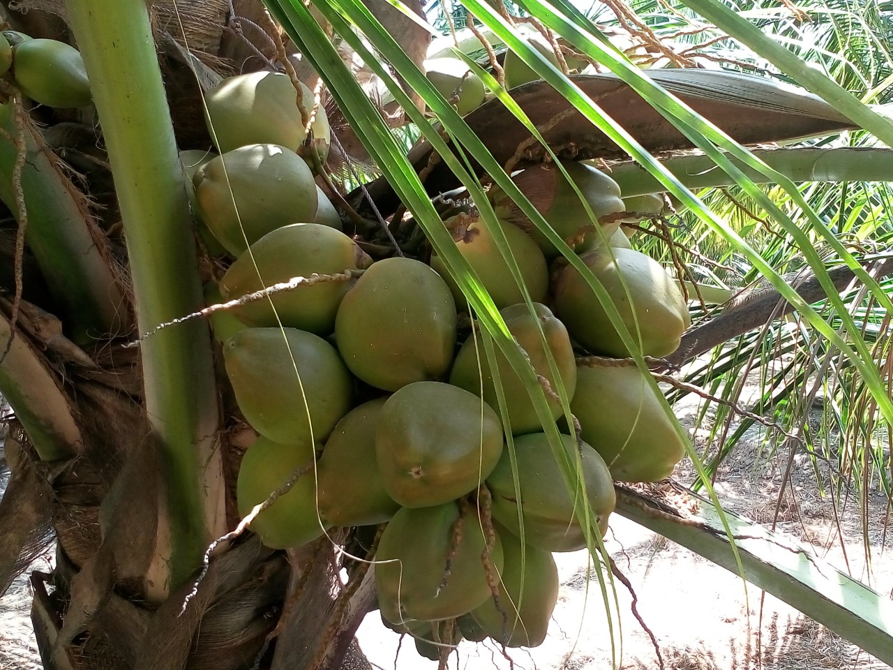 sakthi agro clinic coconut development project