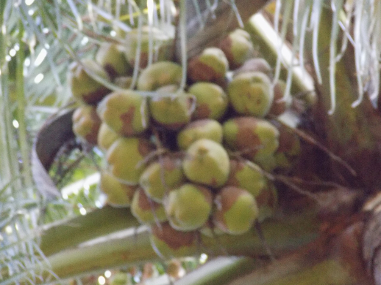 sakthi agro clinic coconut development project