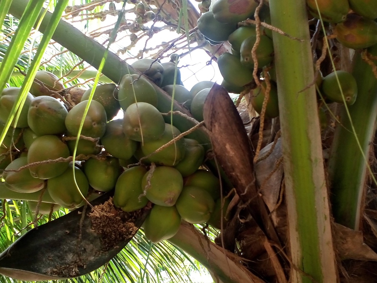 sakthi agro clinic coconut development project