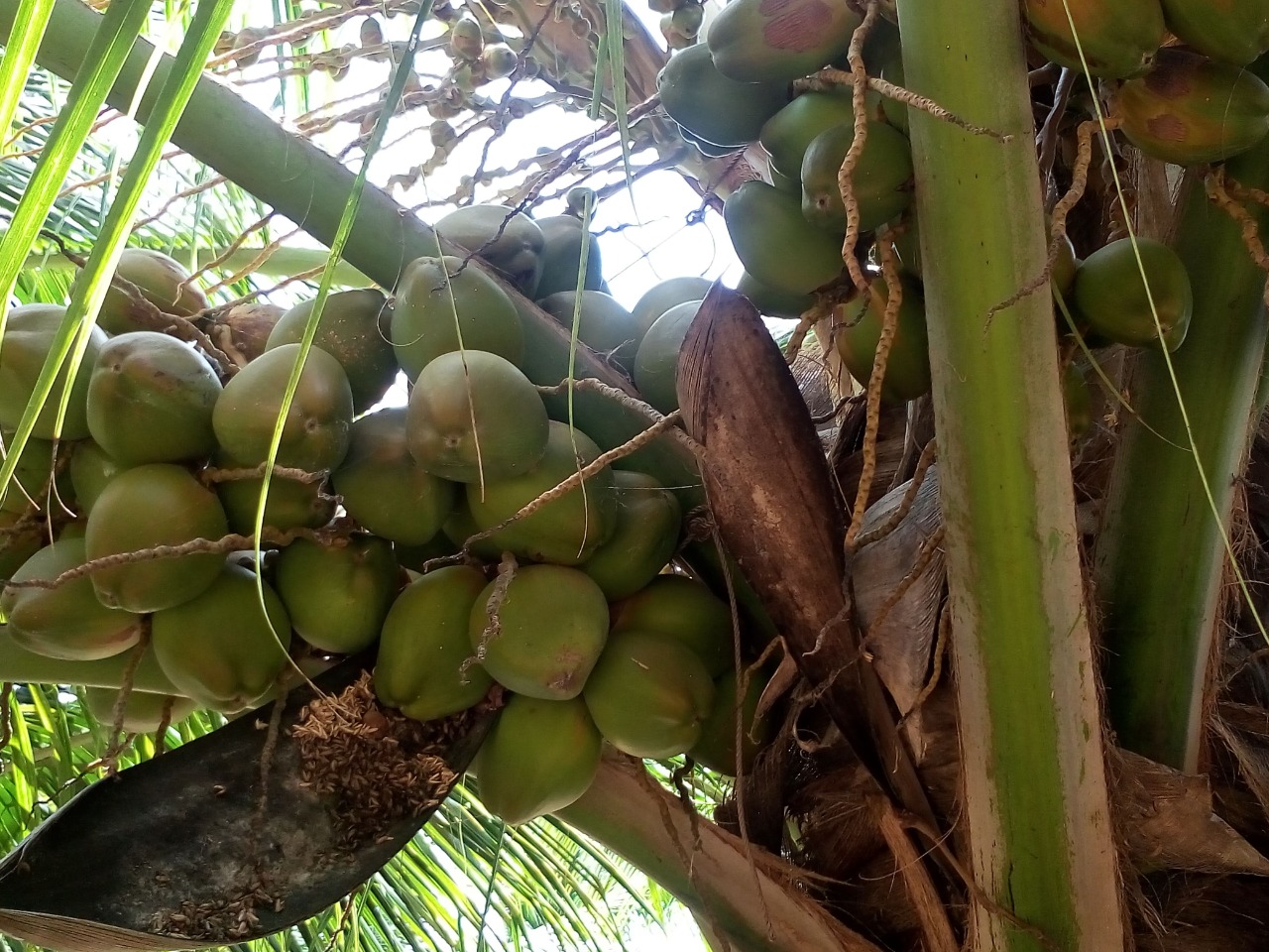 sakthi agro clinic coconut development project