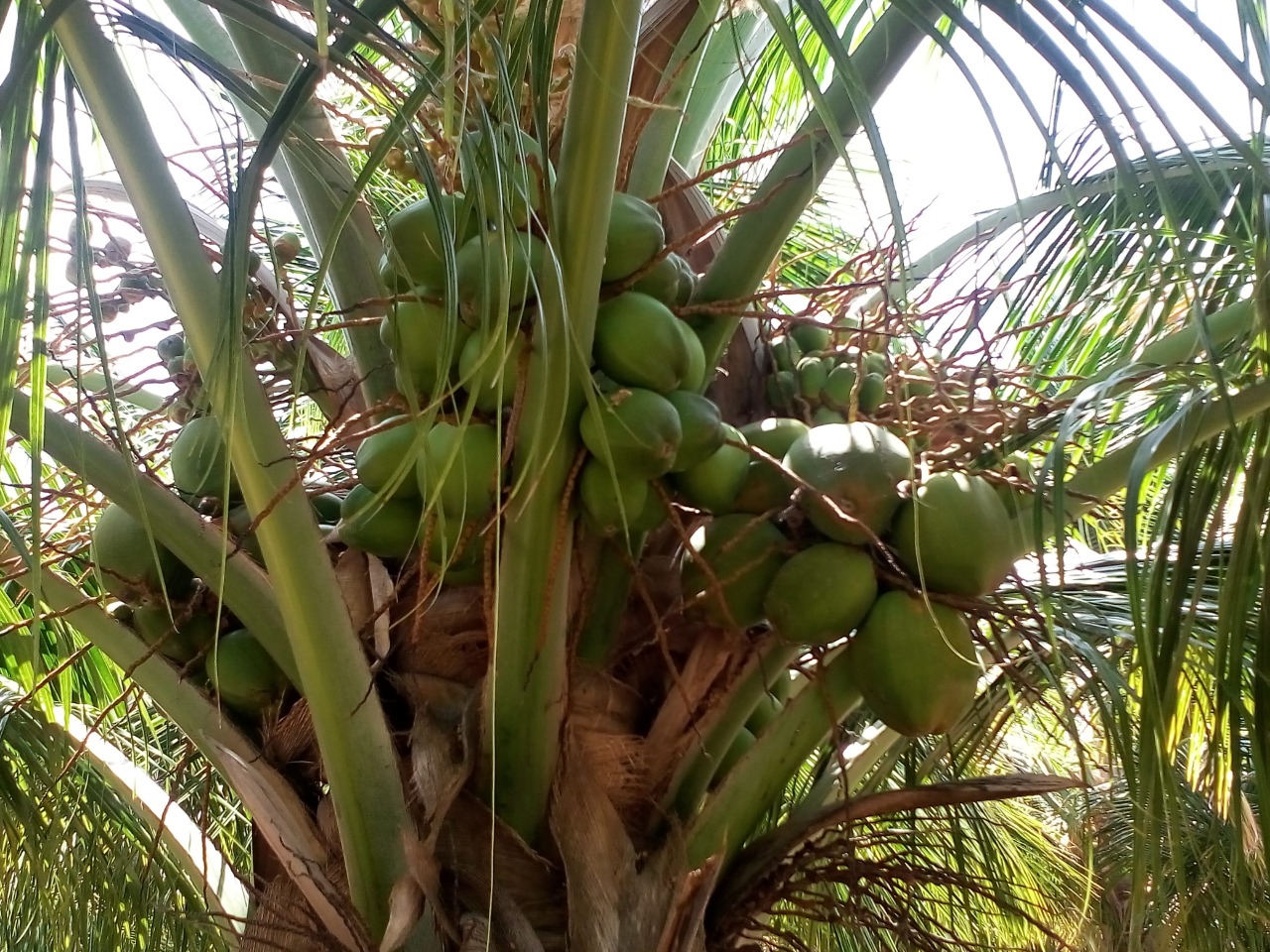 sakthi agro clinic coconut development project