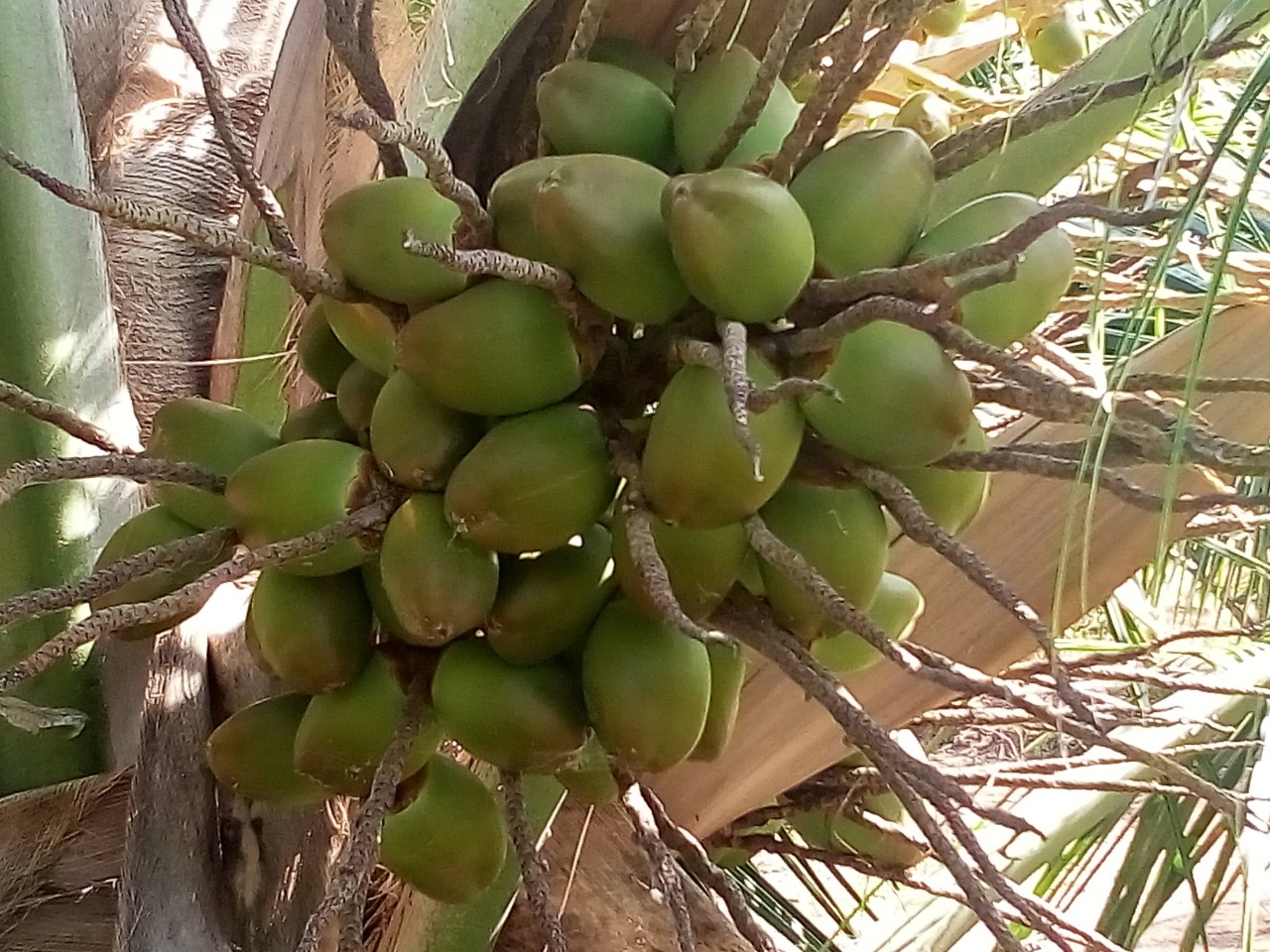 sakthi agro clinic coconut development project