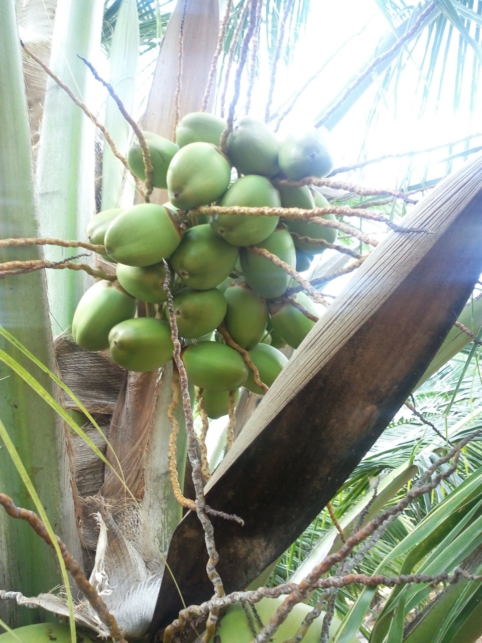 sakthi agro clinic coconut development project