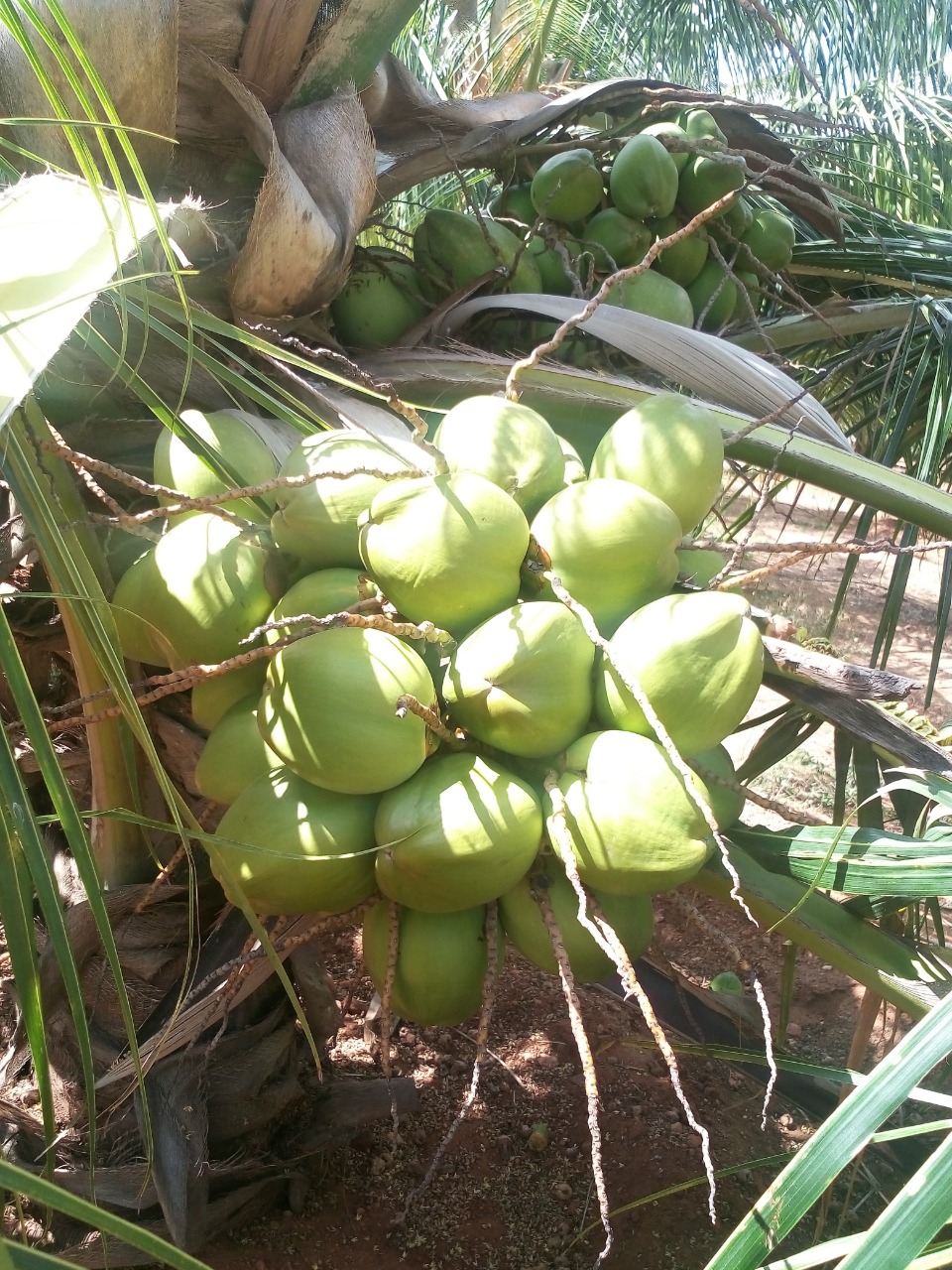 sakthi agro clinic coconut development project