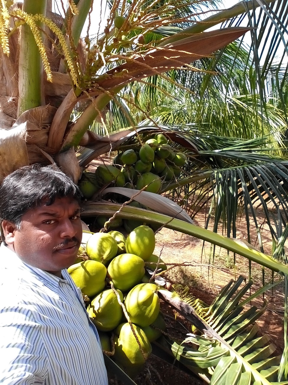 sakthi agro clinic coconut development project