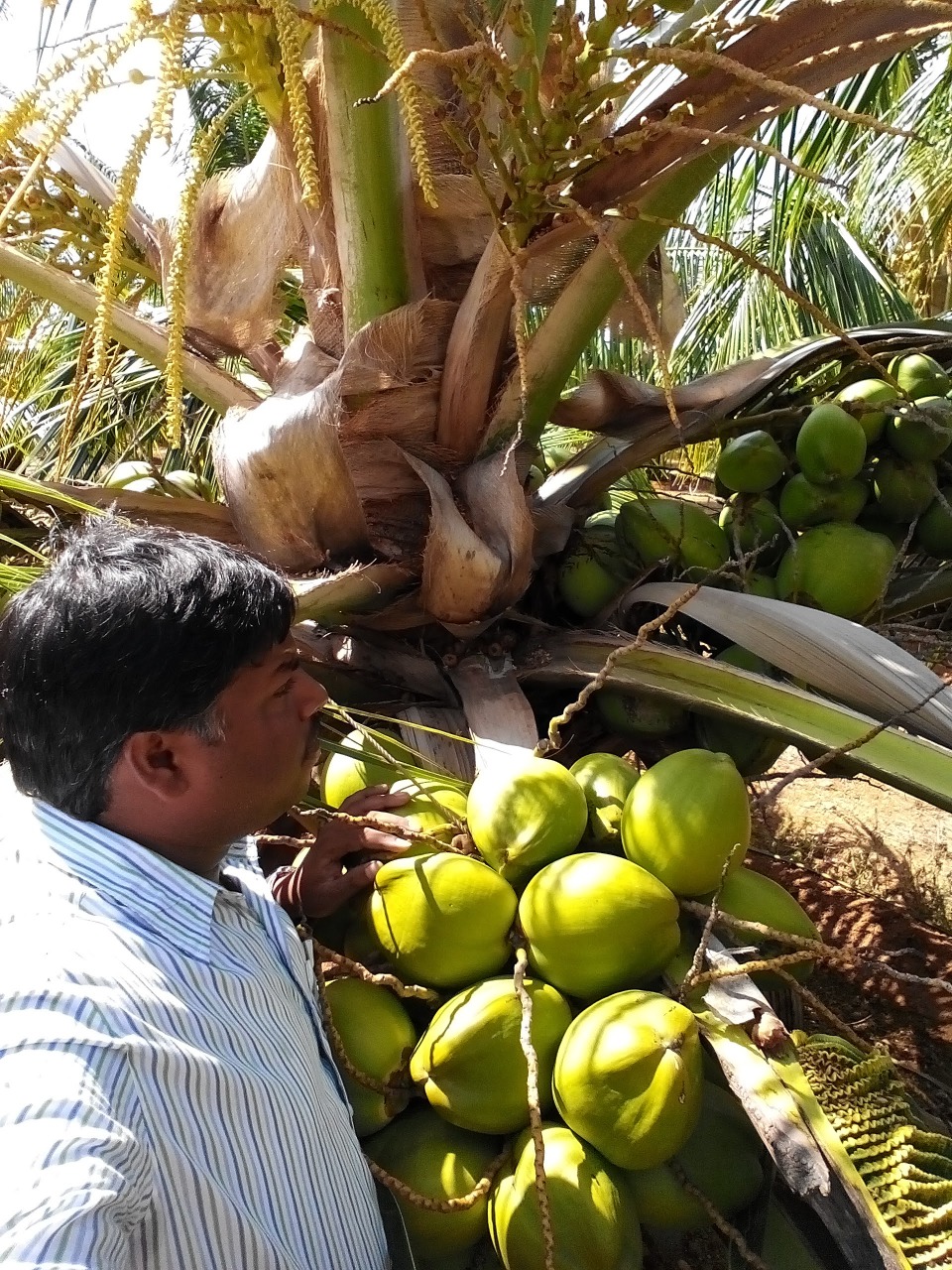 sakthi agro clinic coconut development project