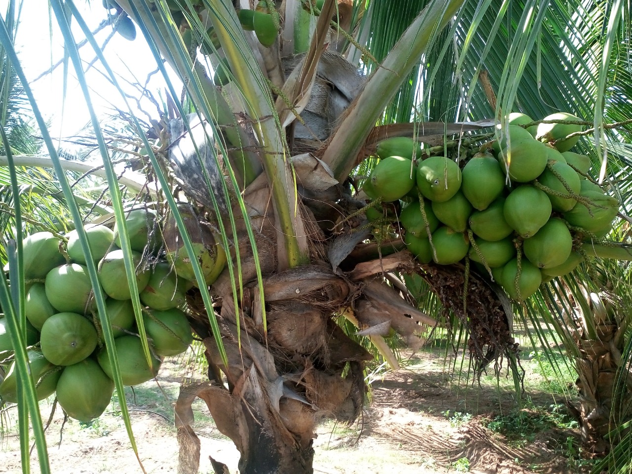 sakthi agro clinic coconut development project