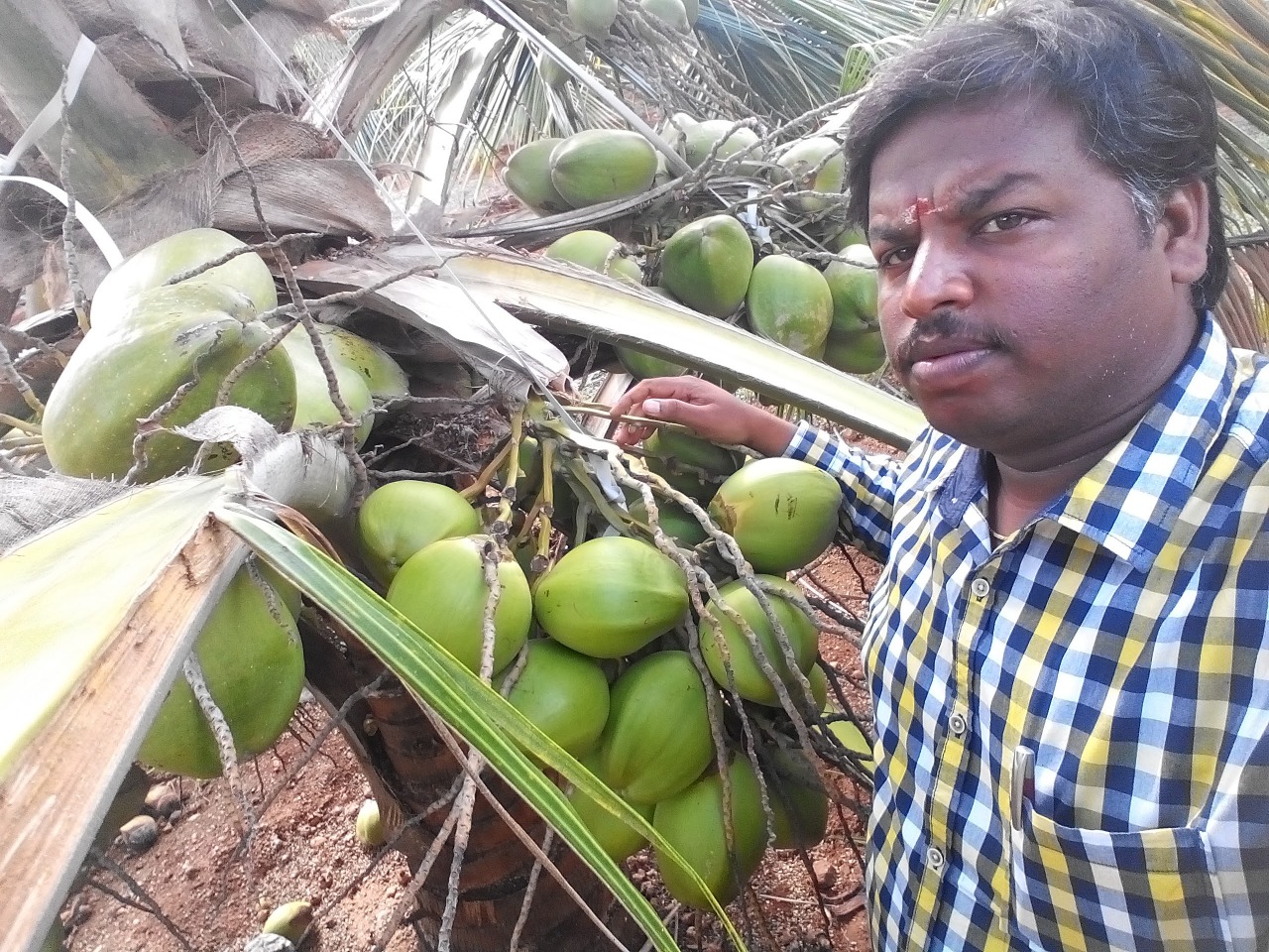sakthi agro clinic coconut development project