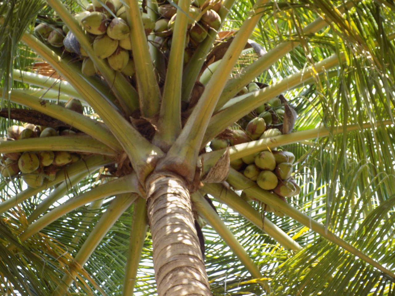 sakthi agro clinic coconut development project