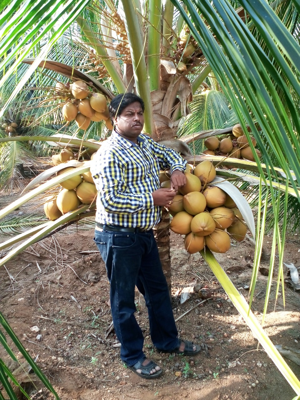 sakthi agro clinic coconut development project