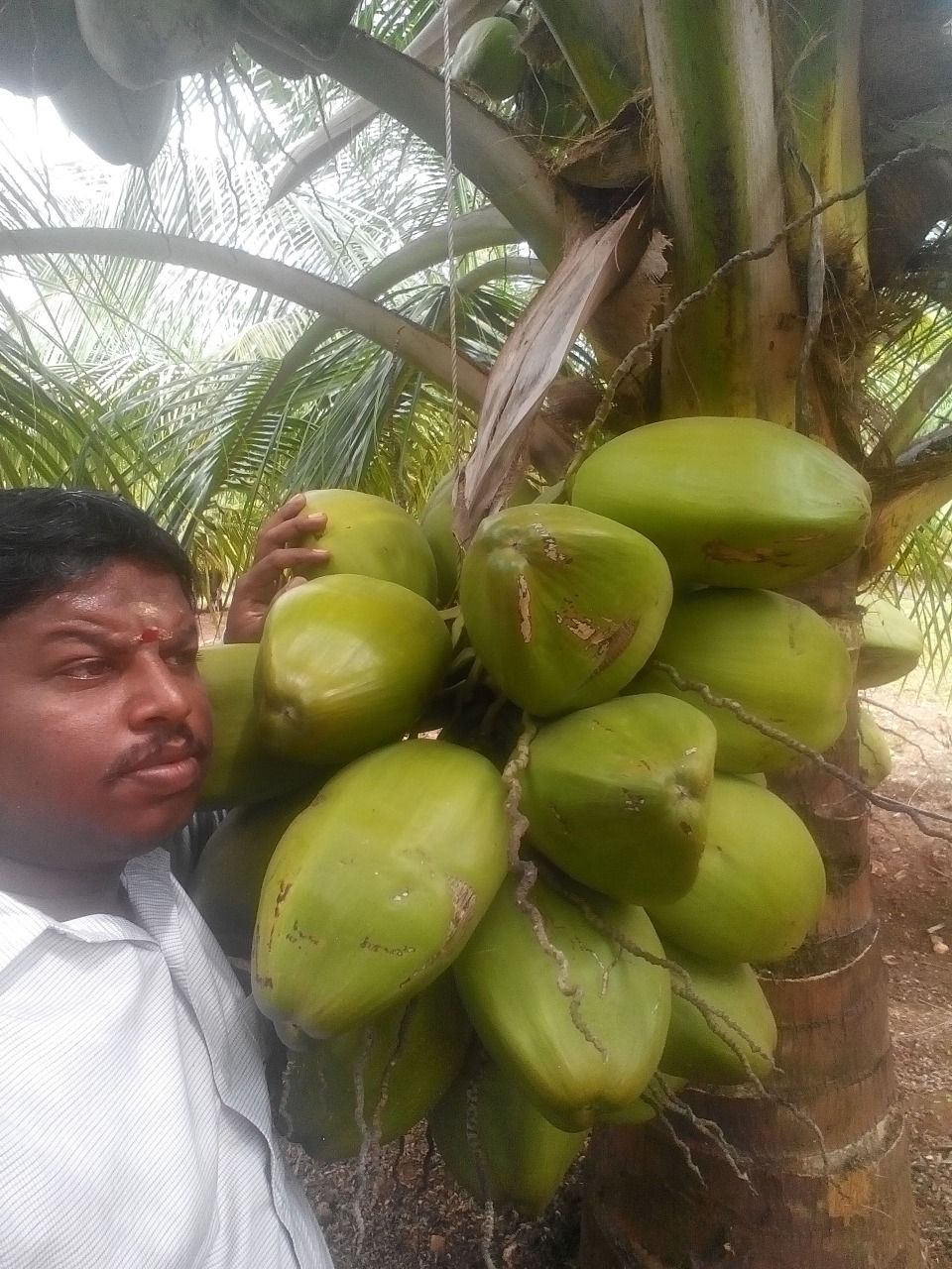 sakthi agro clinic coconut development project