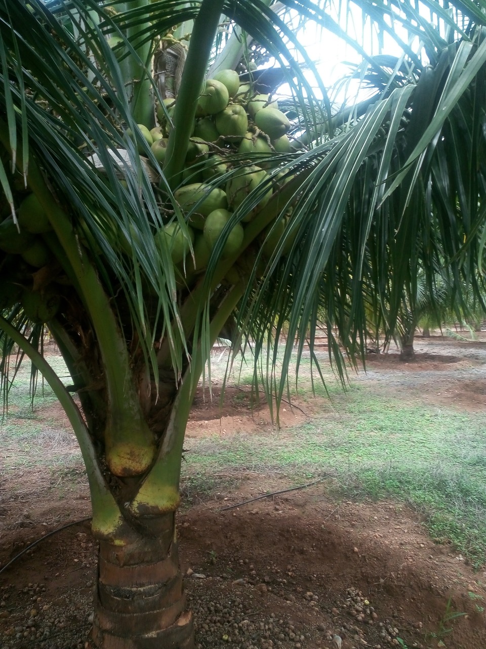 sakthi agro clinic coconut development project