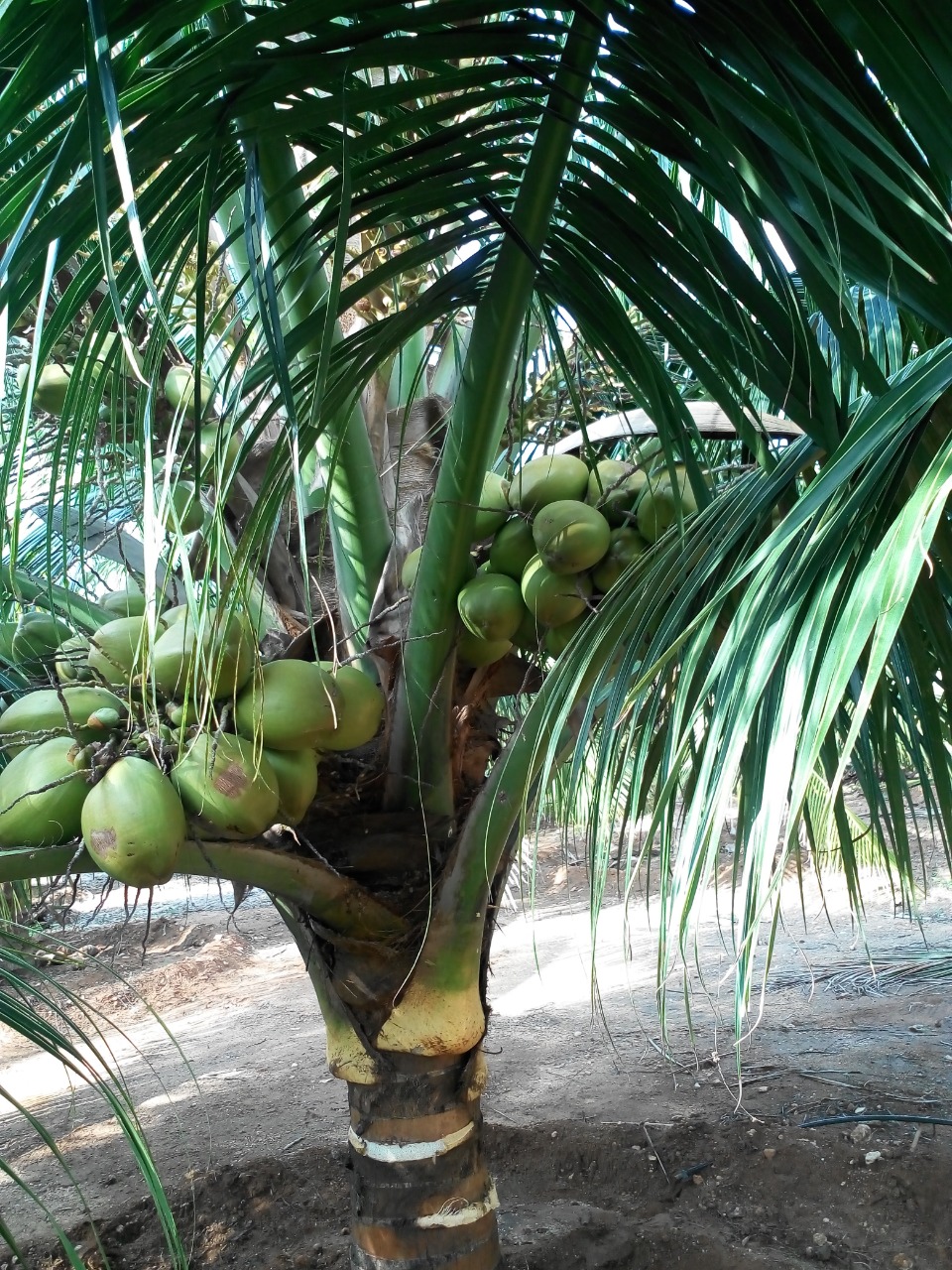 sakthi agro clinic coconut development project