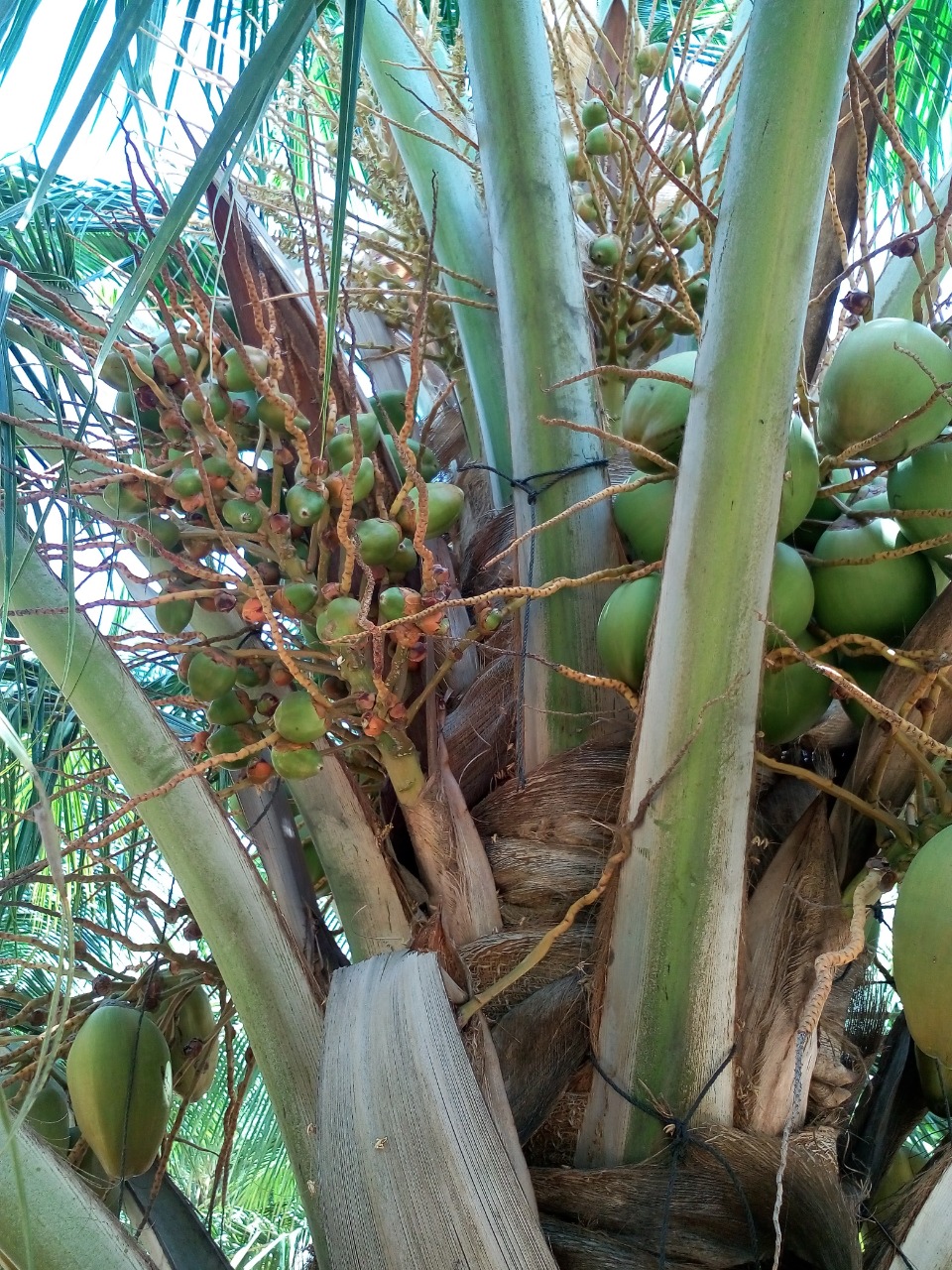 sakthi agro clinic coconut development project