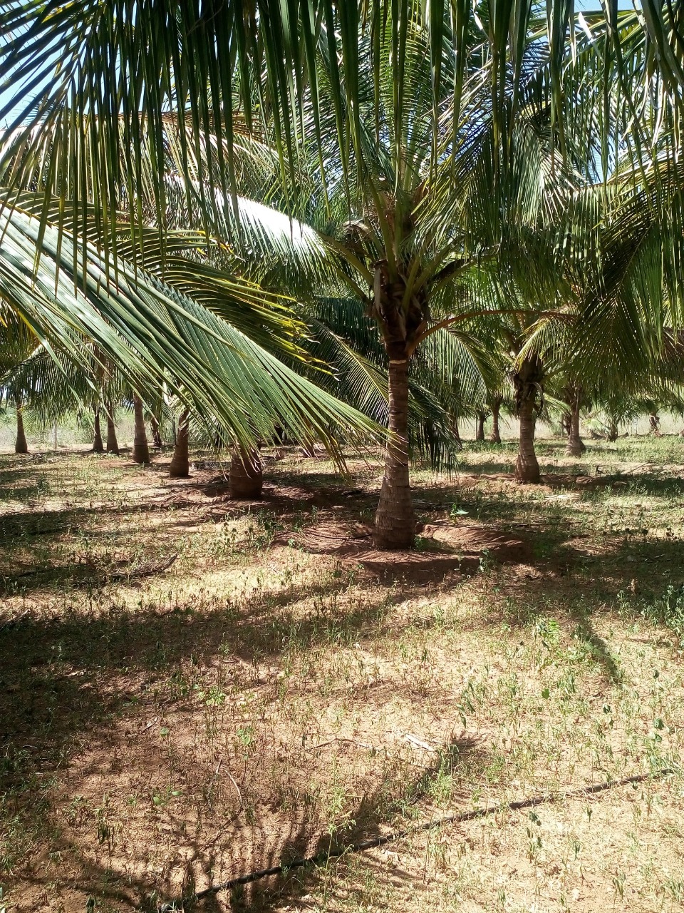 sakthi agro clinic coconut development project