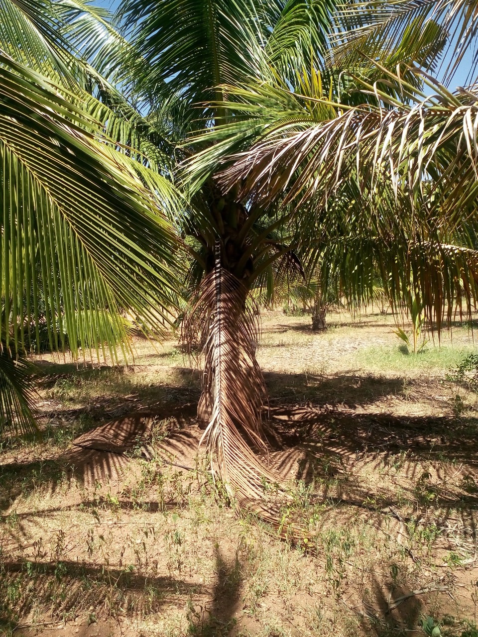 sakthi agro clinic coconut development project
