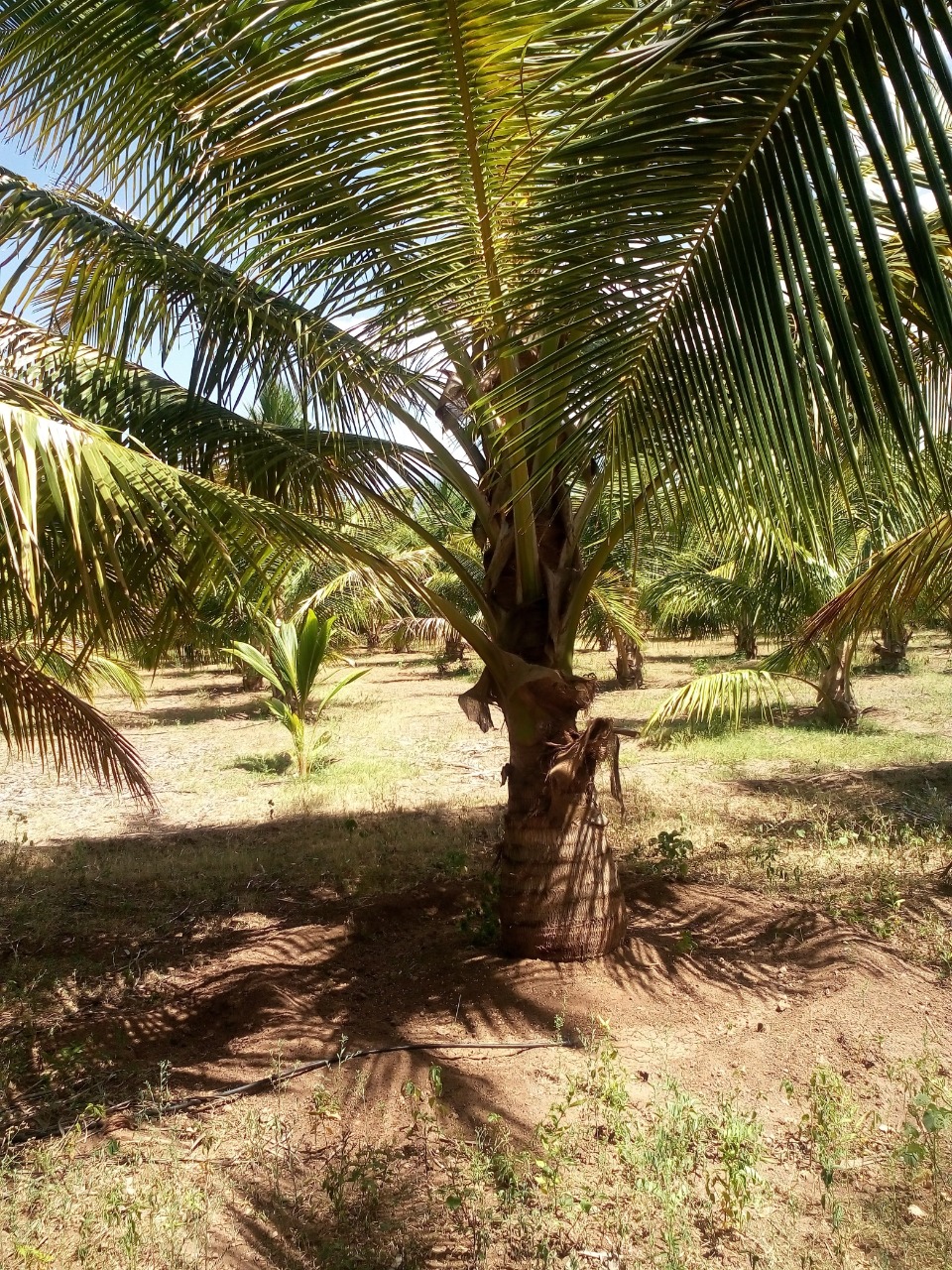 sakthi agro clinic coconut development project