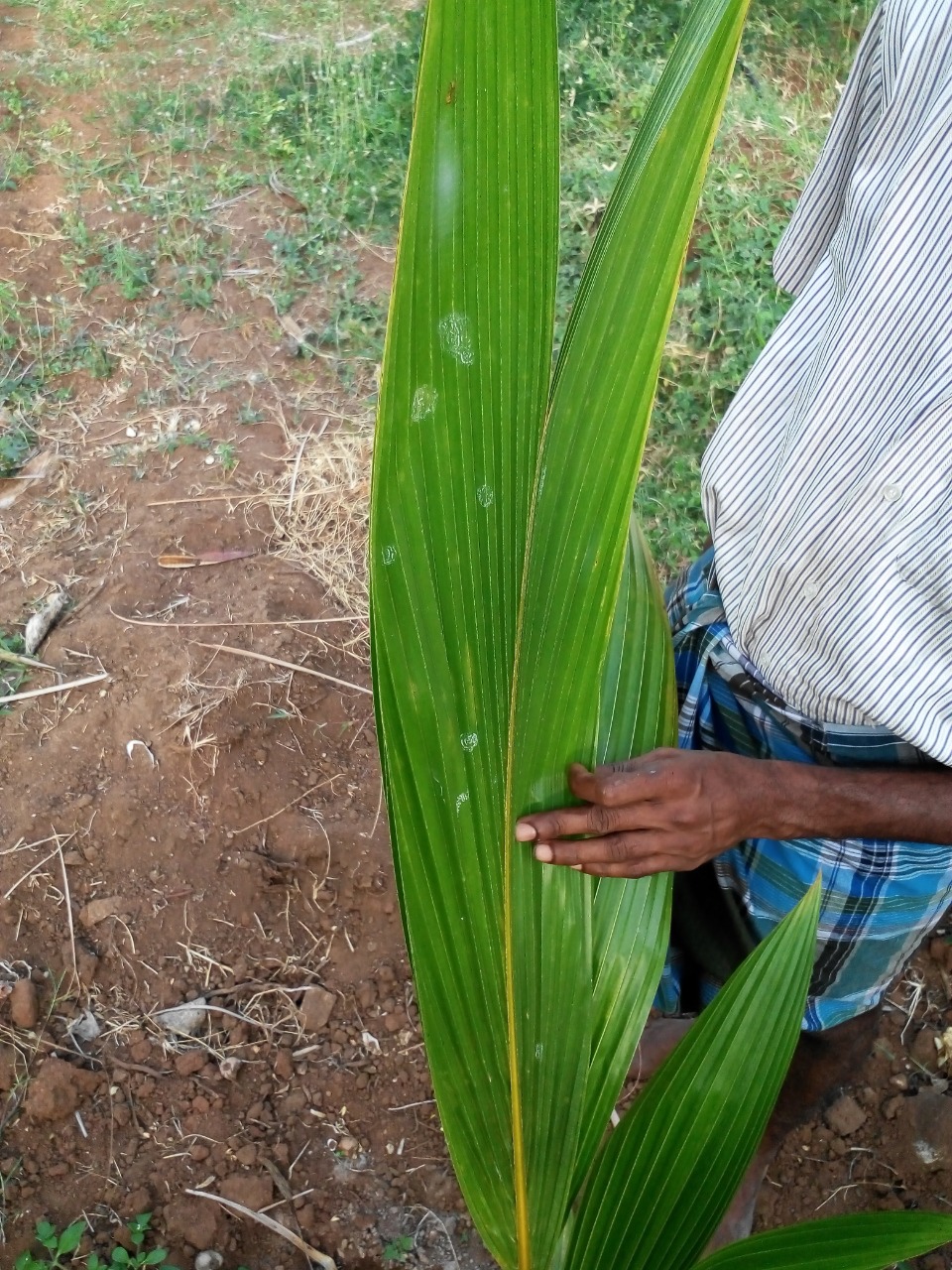 sakthi agro clinic coconut development project