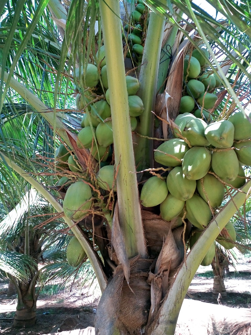 sakthi agro clinic coconut development project