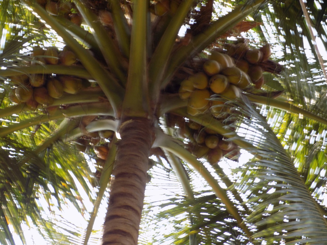 sakthi agro clinic coconut development project