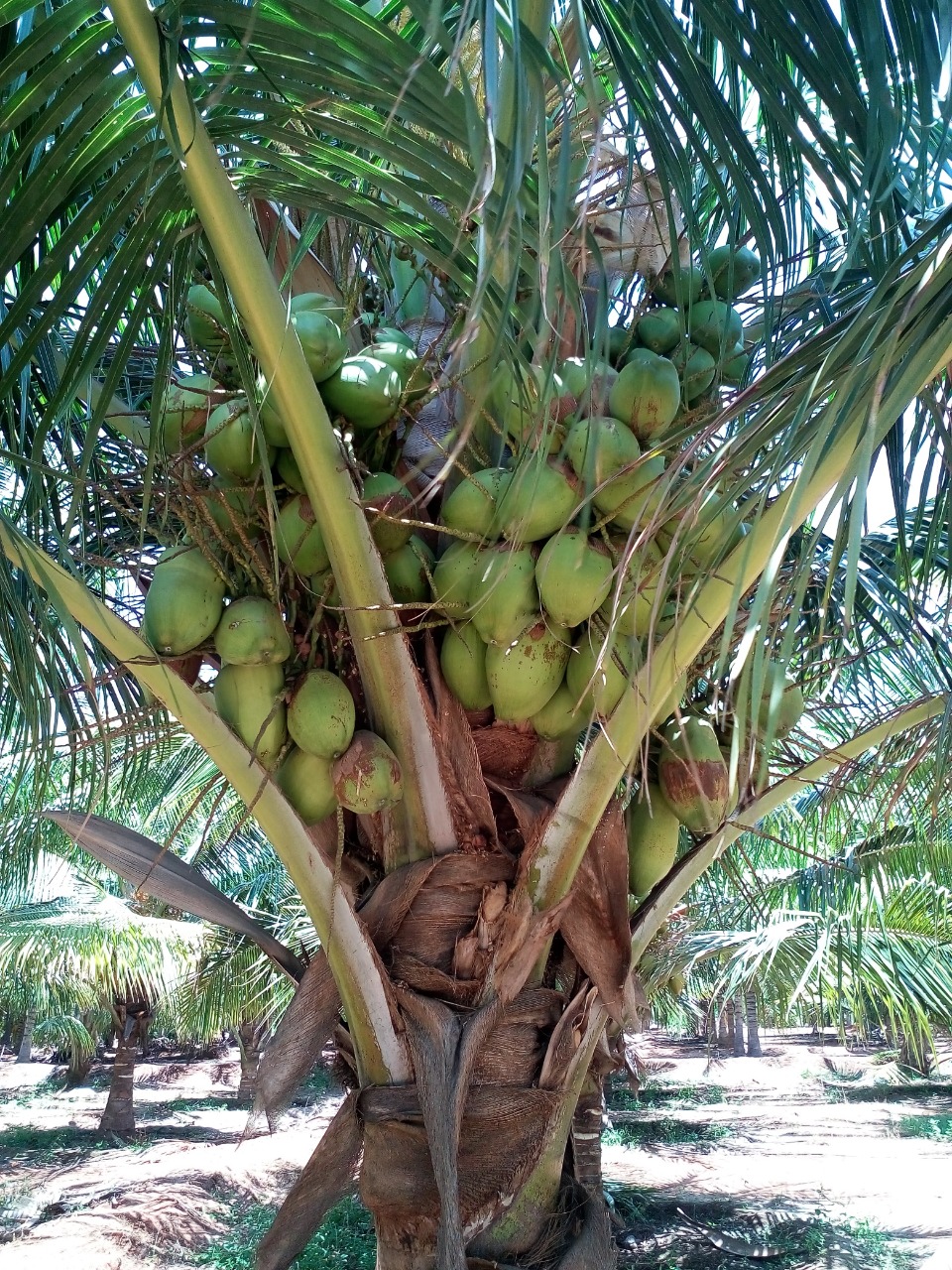 sakthi agro clinic coconut development project