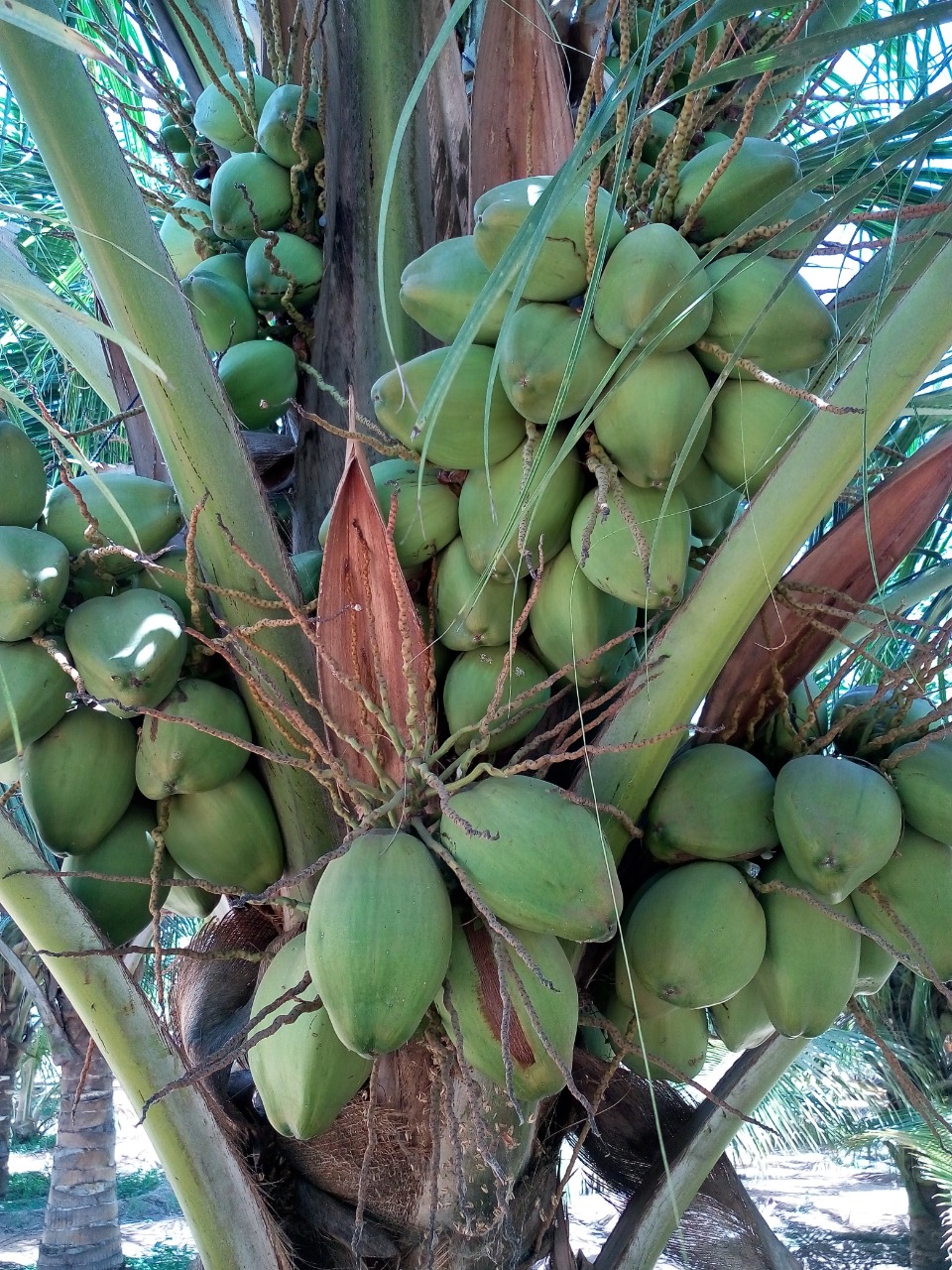 sakthi agro clinic coconut development project