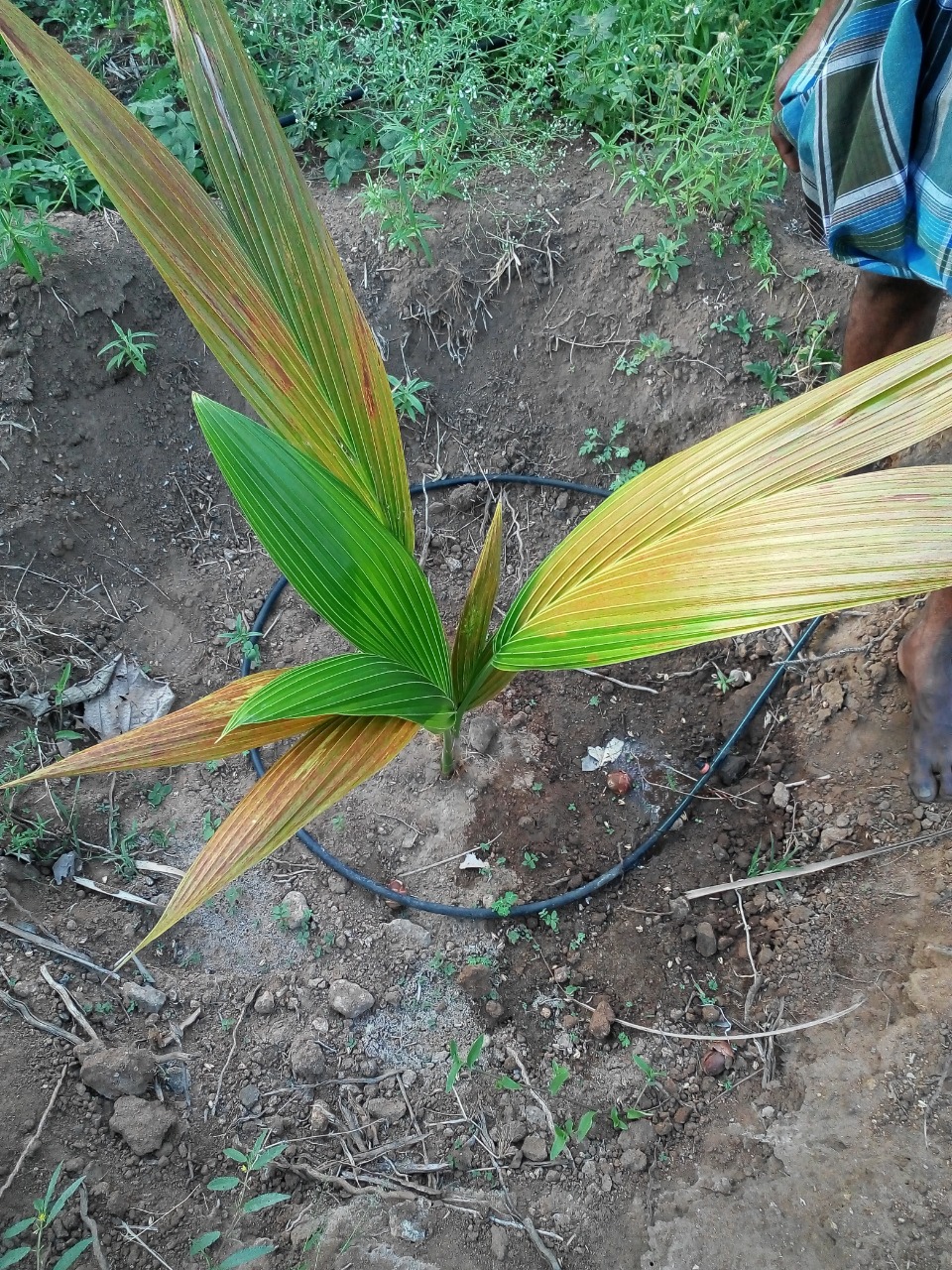 sakthi agro clinic coconut development project