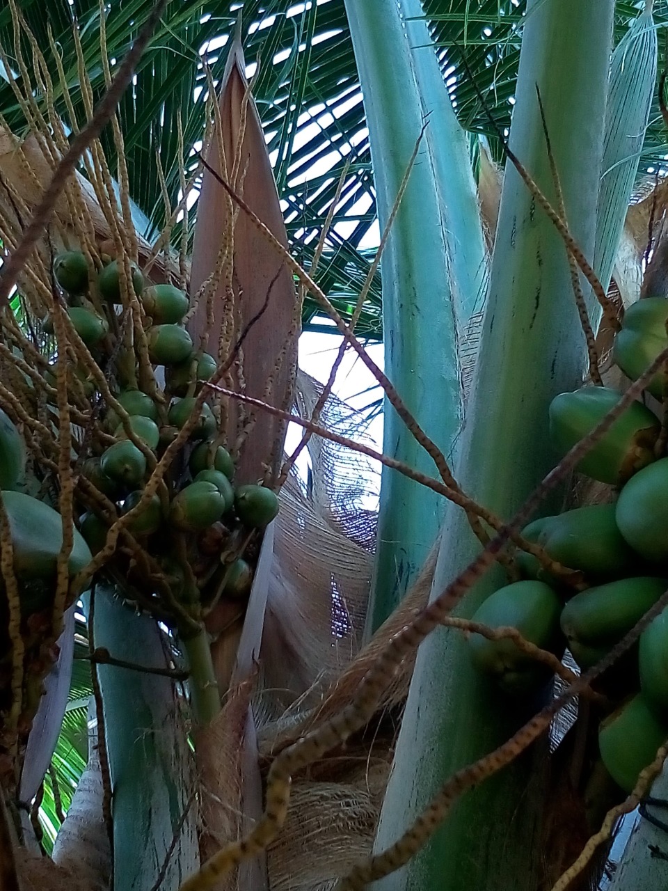 sakthi agro clinic coconut development project