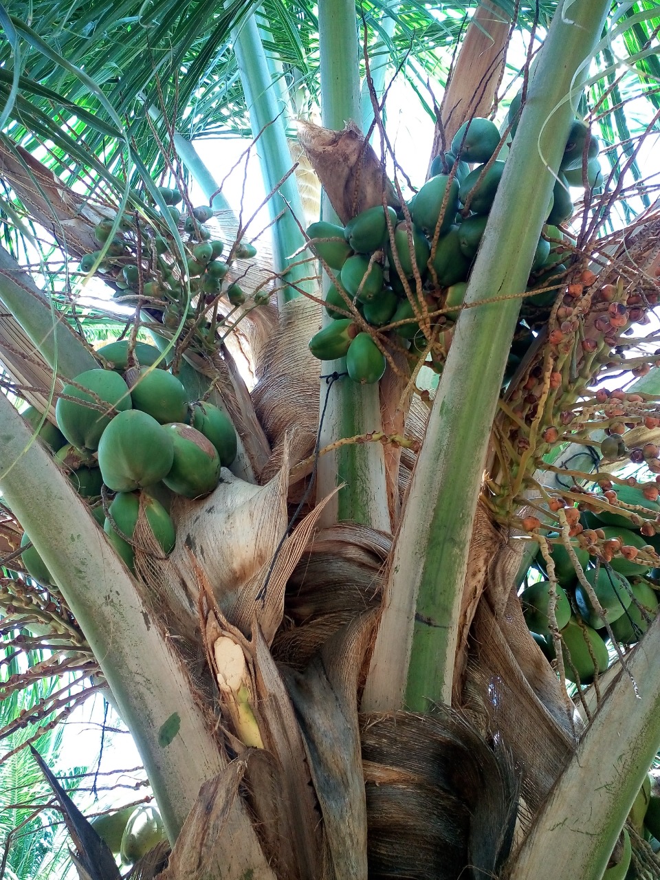sakthi agro clinic coconut development project
