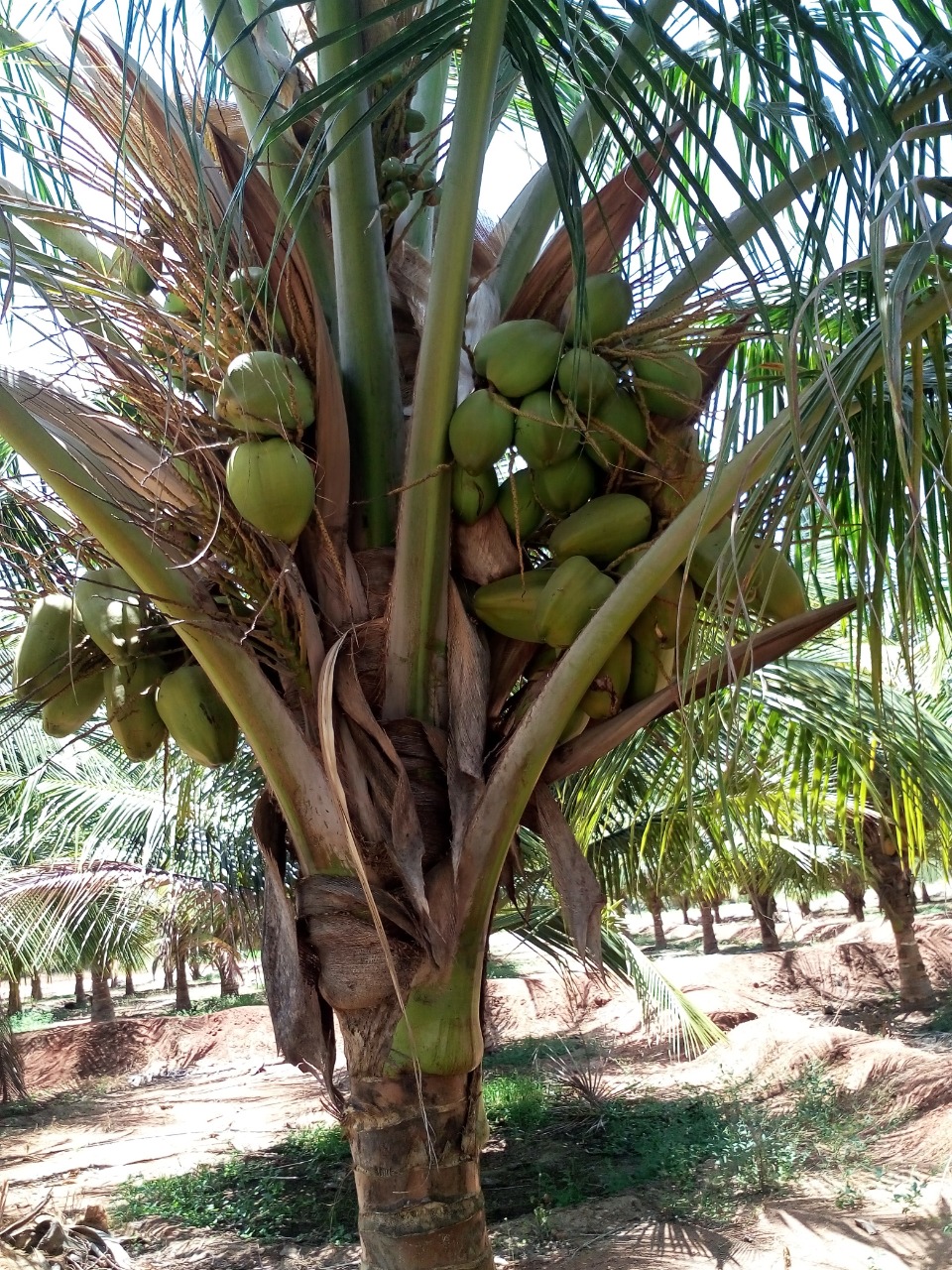 sakthi agro clinic coconut development project
