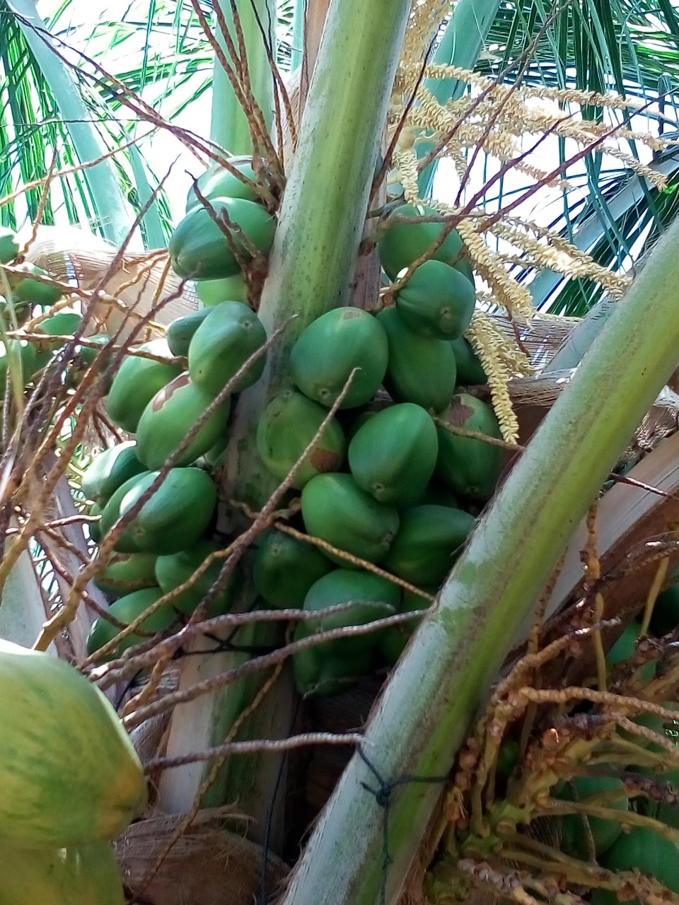 sakthi agro clinic coconut development project
