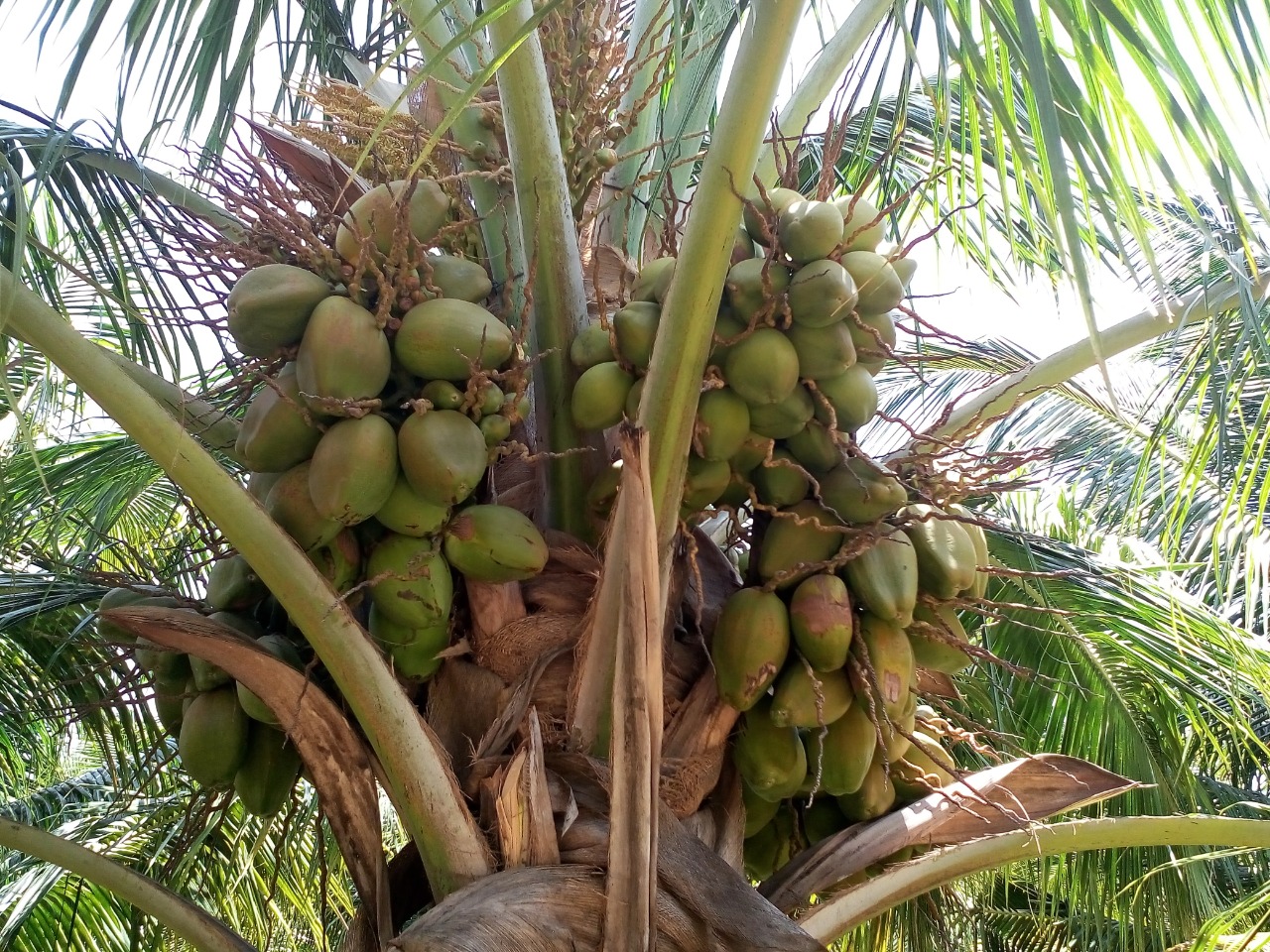 sakthi agro clinic coconut development project