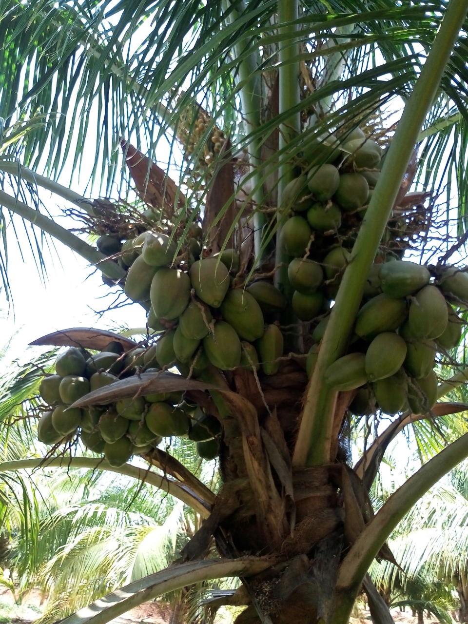 sakthi agro clinic coconut development project