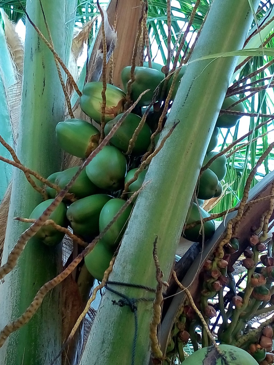 sakthi agro clinic coconut development project