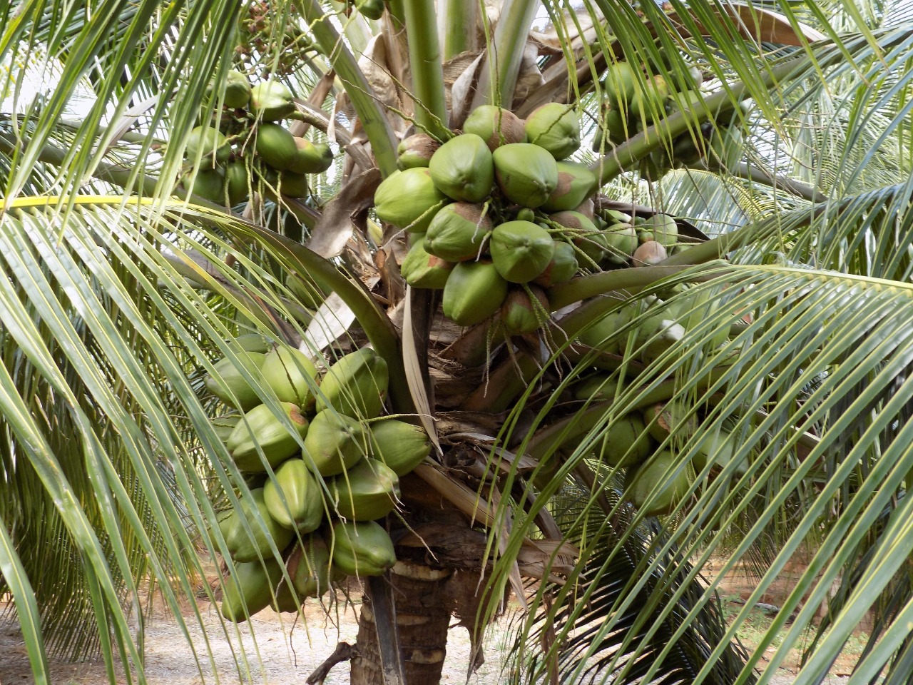 sakthi agro clinic coconut development project