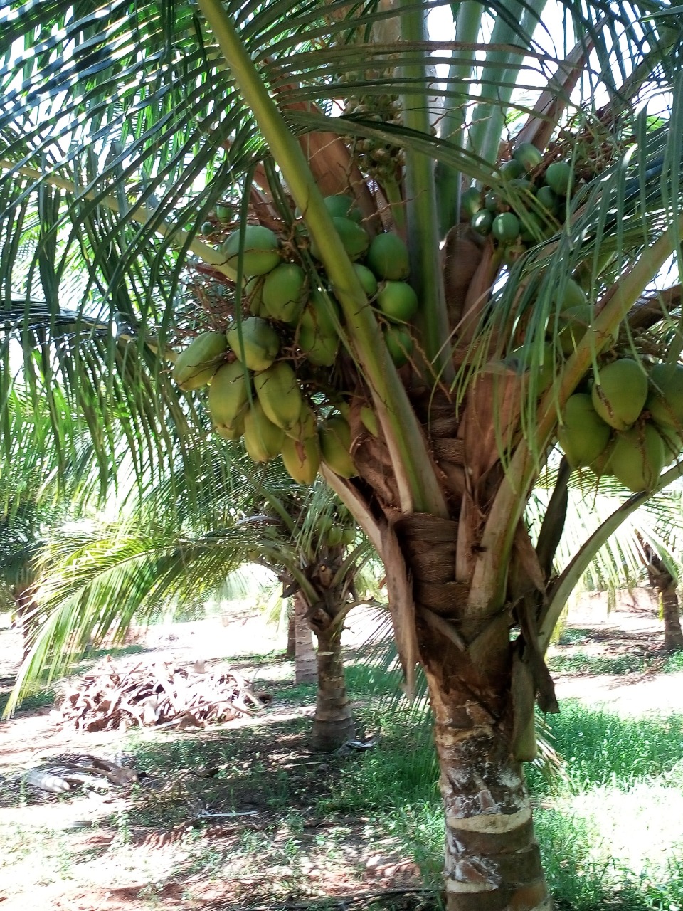 sakthi agro clinic coconut development project