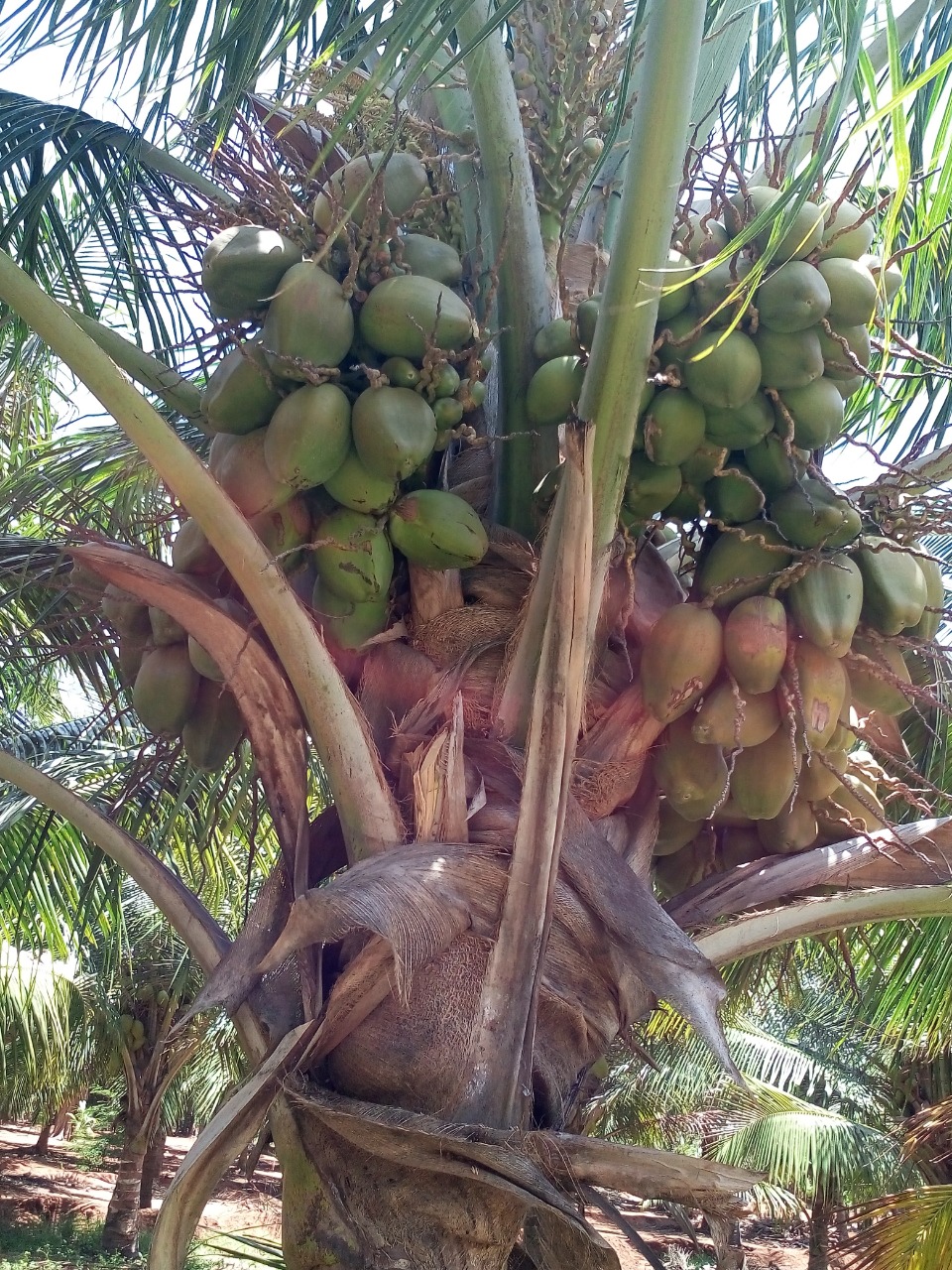 sakthi agro clinic coconut development project