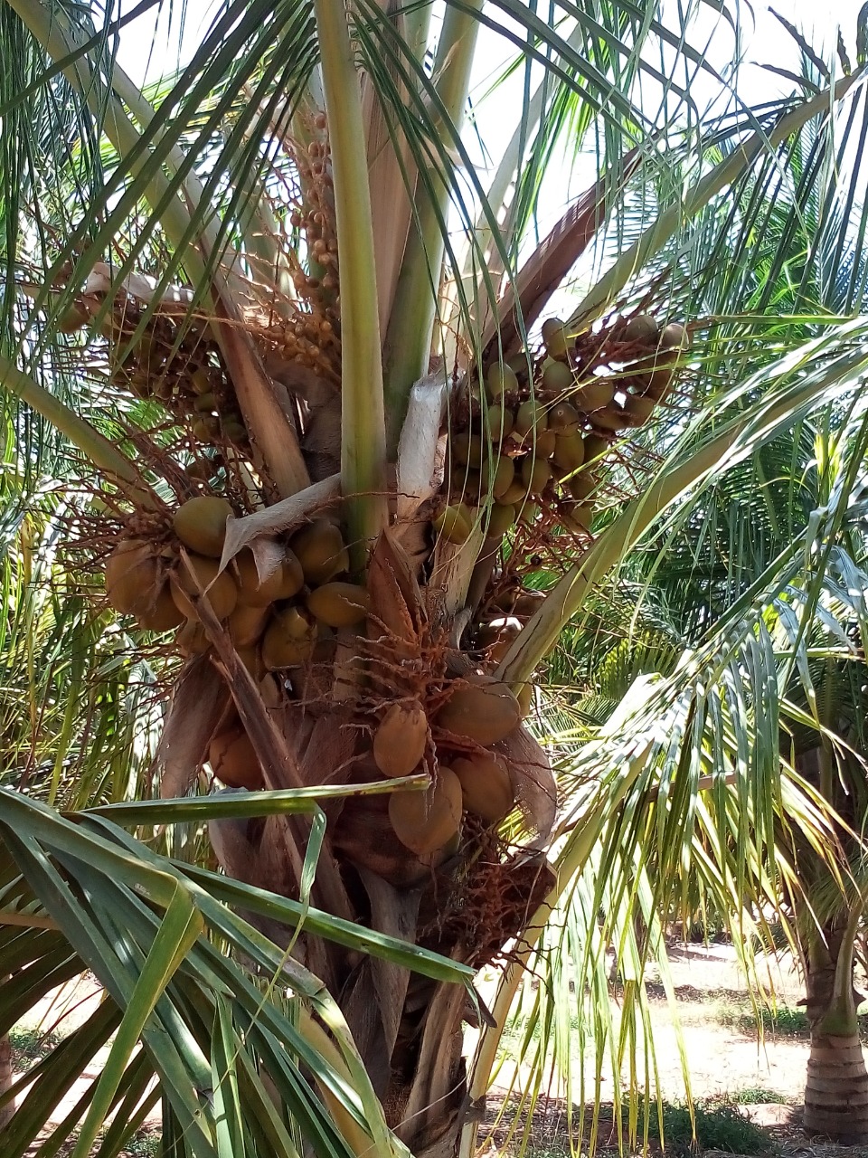 sakthi agro clinic coconut development project