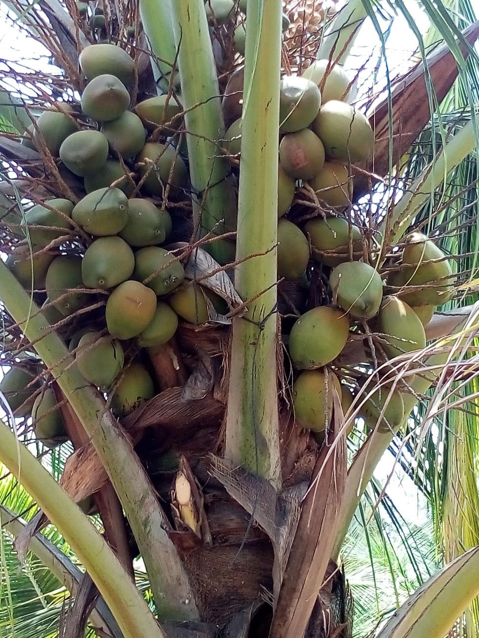 sakthi agro clinic coconut development project