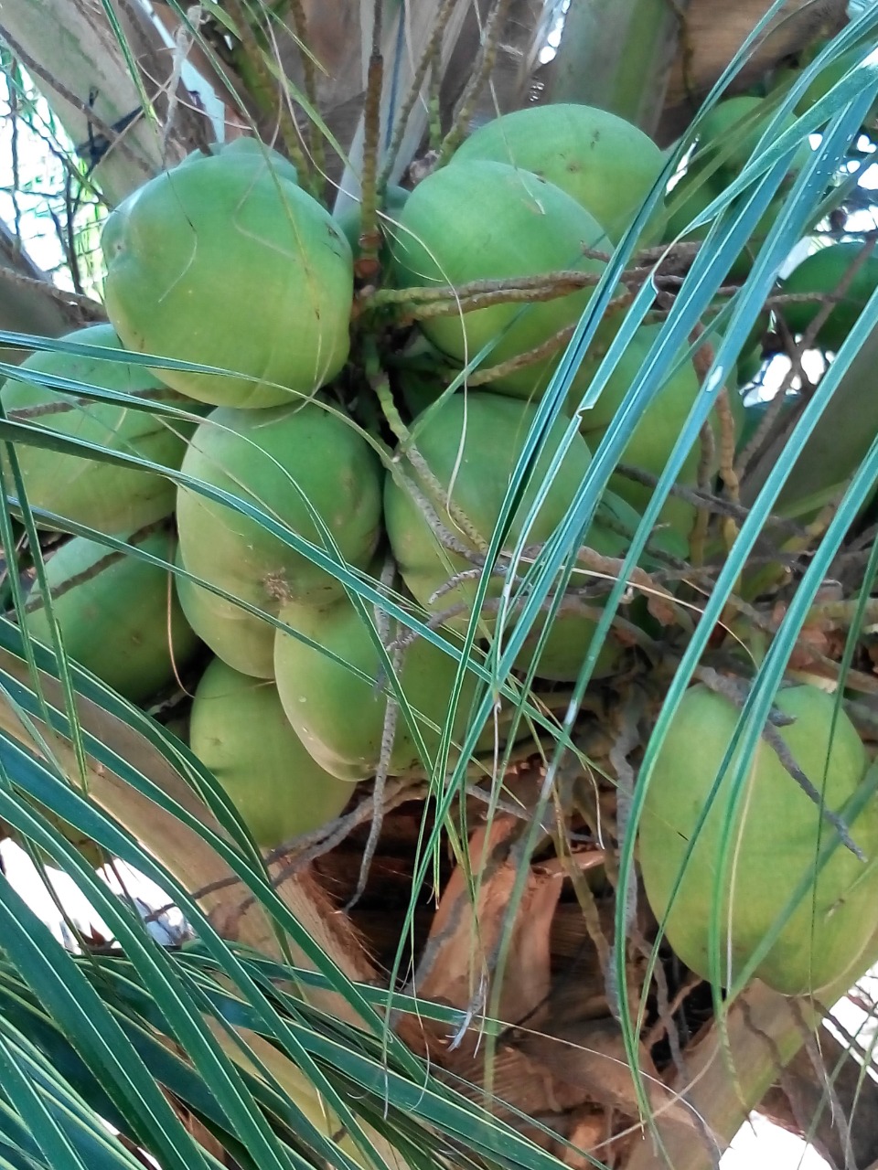 sakthi agro clinic coconut development project