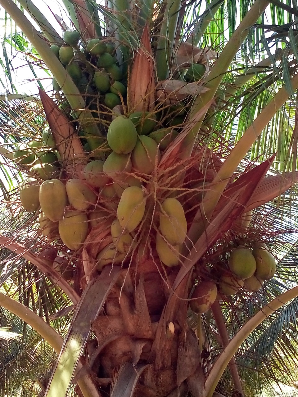 sakthi agro clinic coconut development project